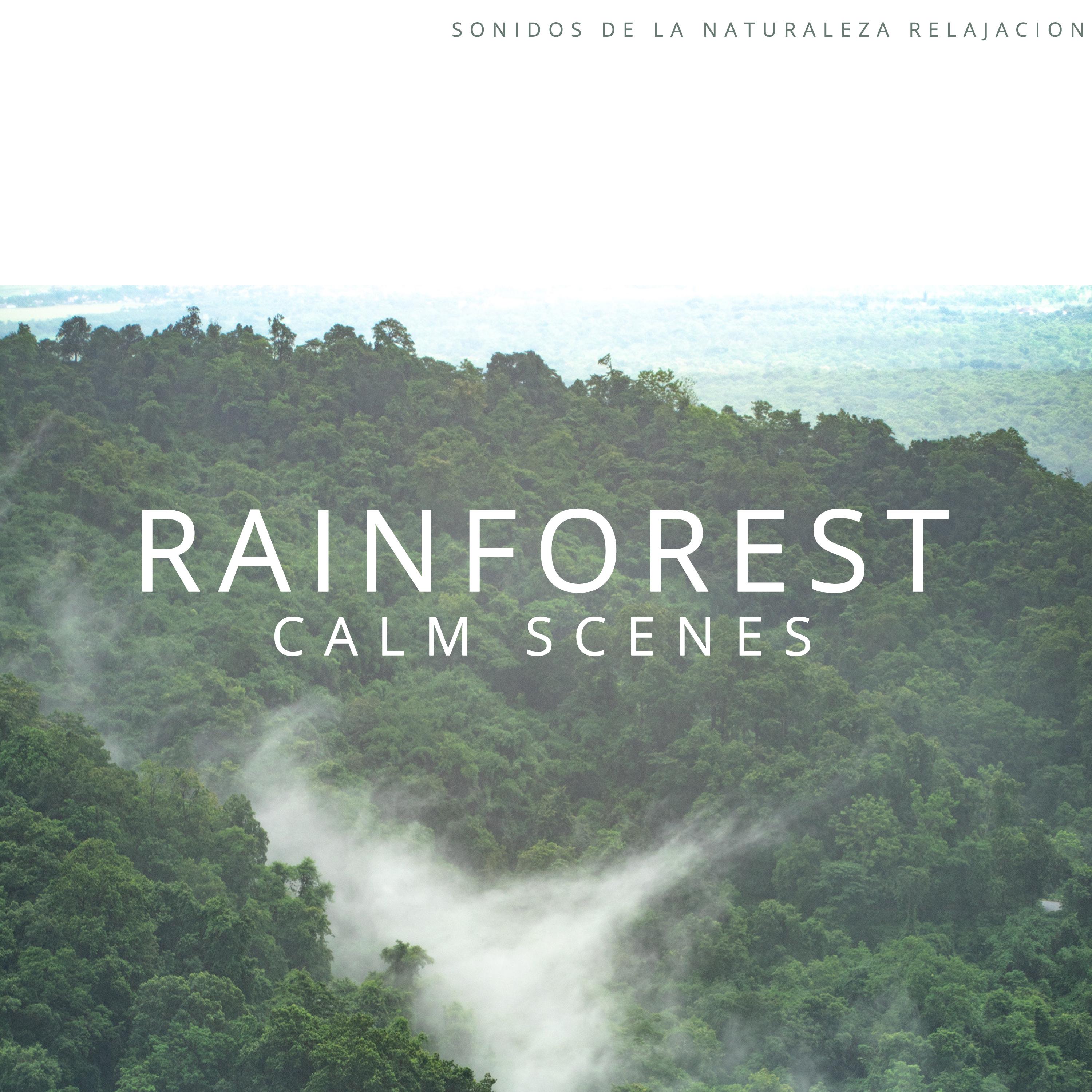 Rainforest Calm Scenes
