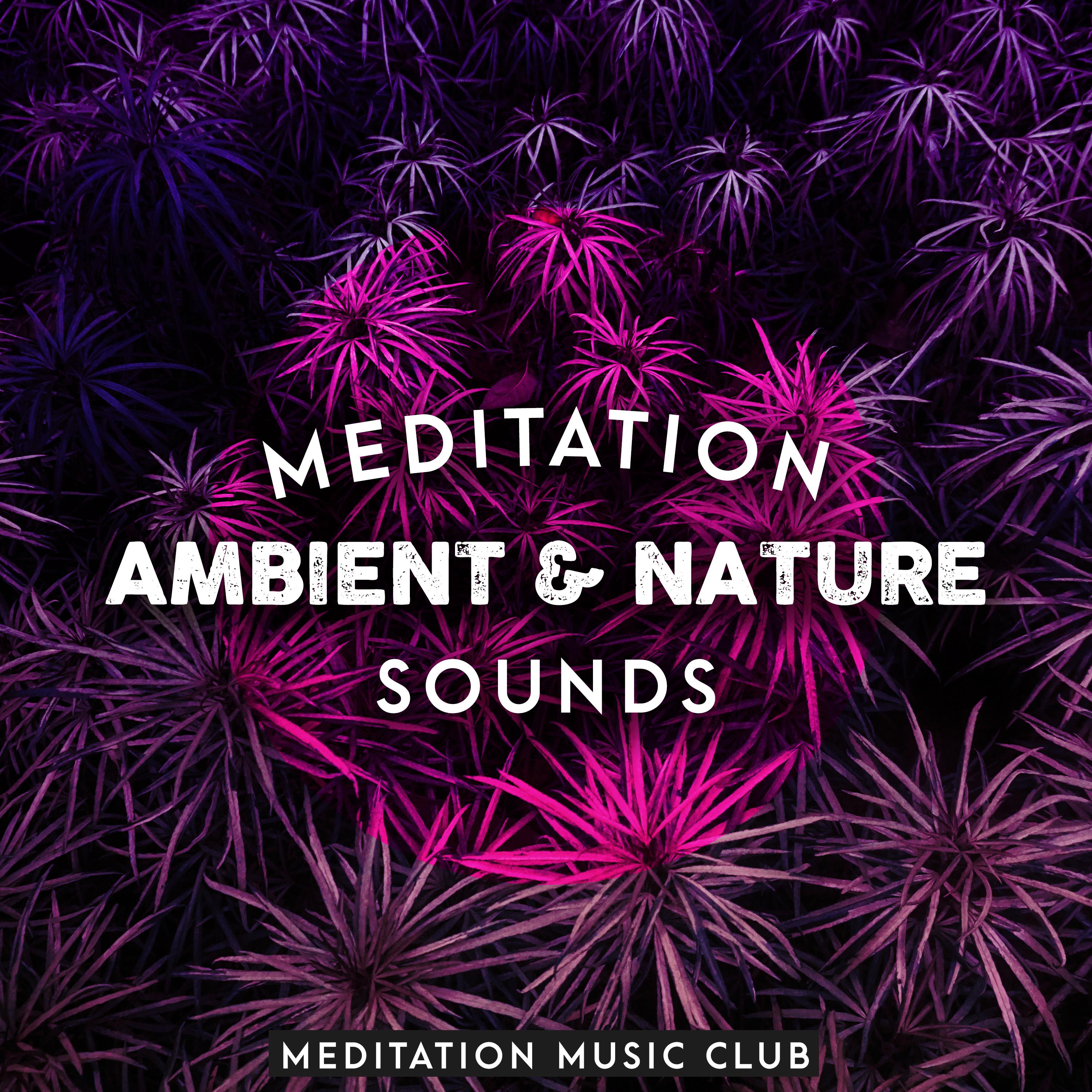 Meditation: Ambient & Nature Sounds