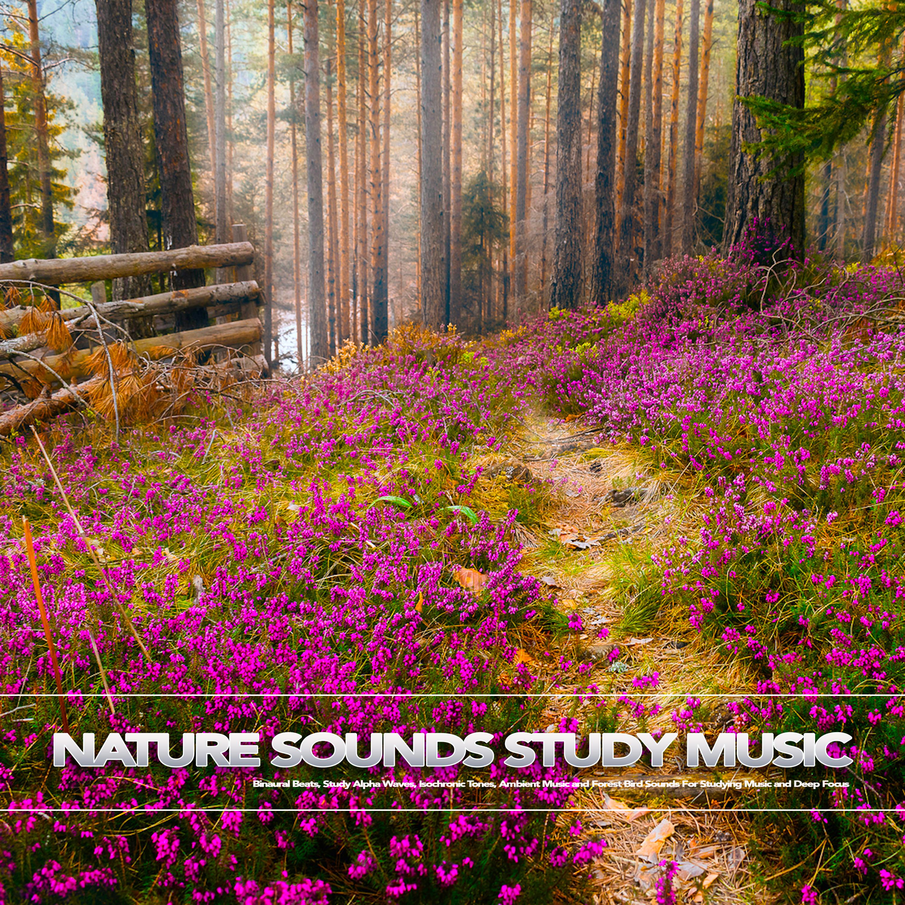 Nature Sounds Study Music: Binaural Beats, Study Alpha Waves, Isochronic Tones, Ambient Music and Forest Bird Sounds For Studying Music and Deep Focus