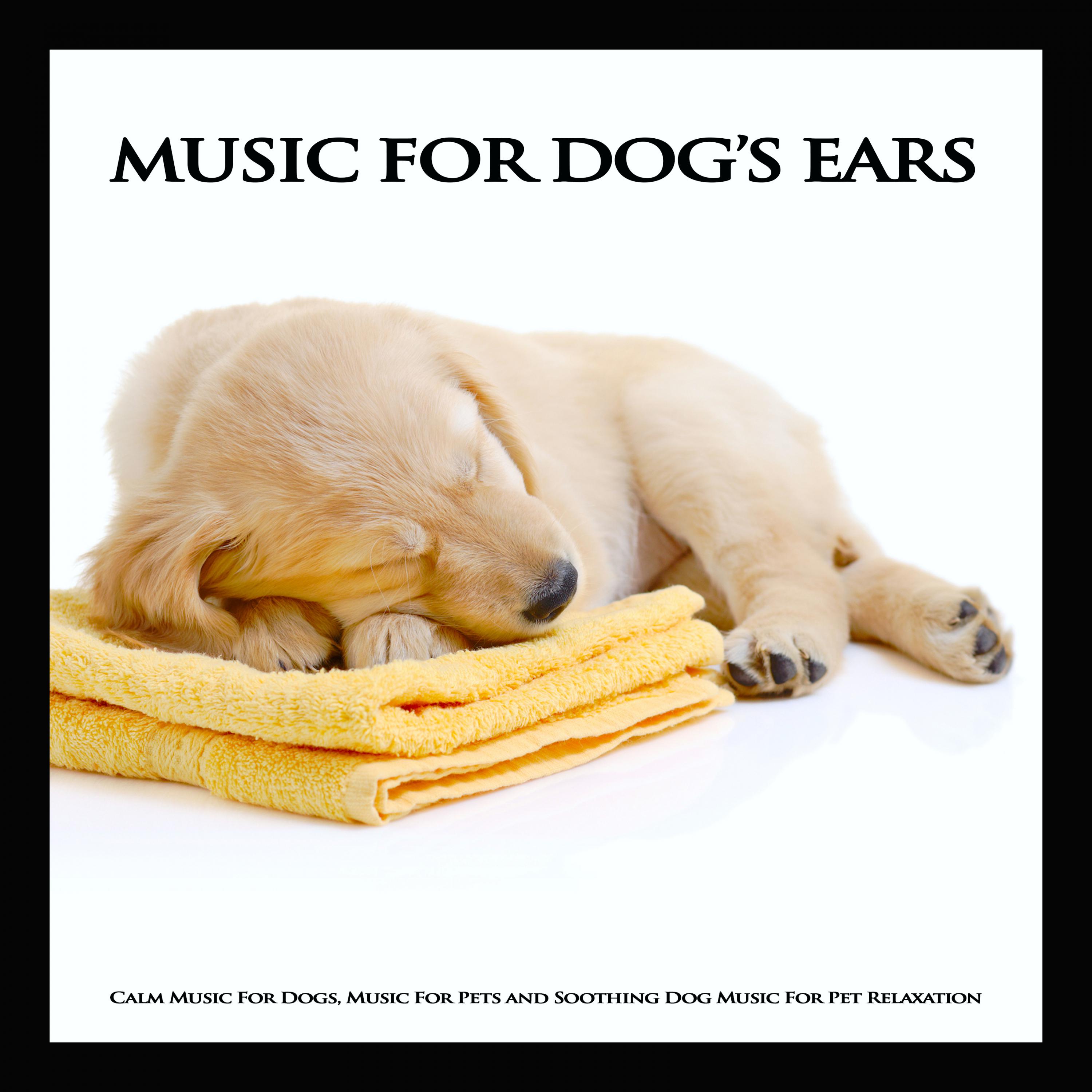 Soothing Guitar For Dogs