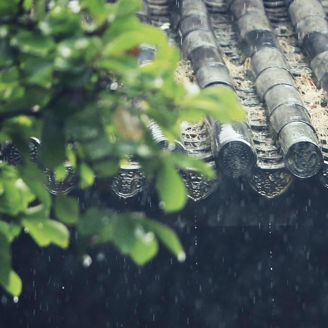 晨雨