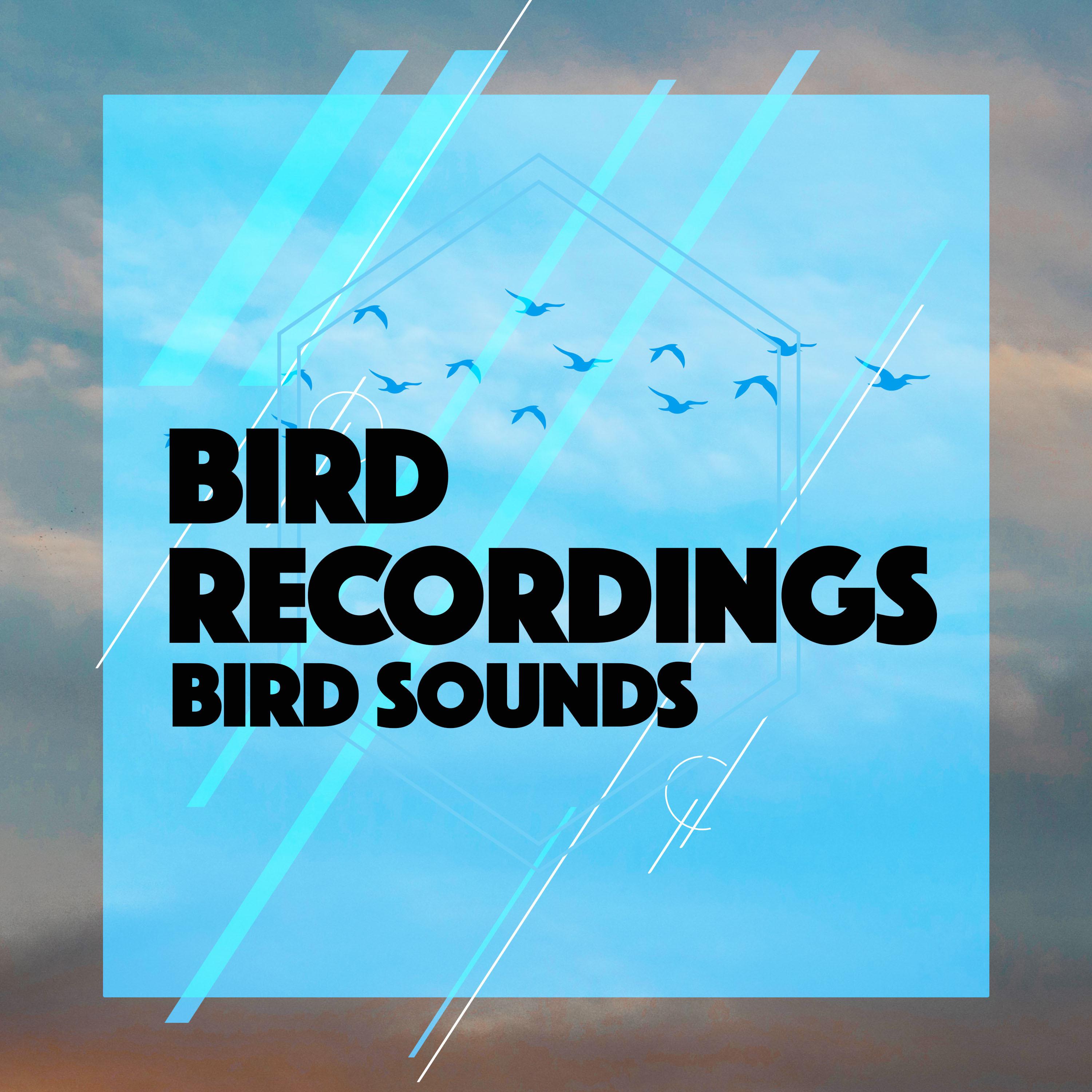 Bird Recordings