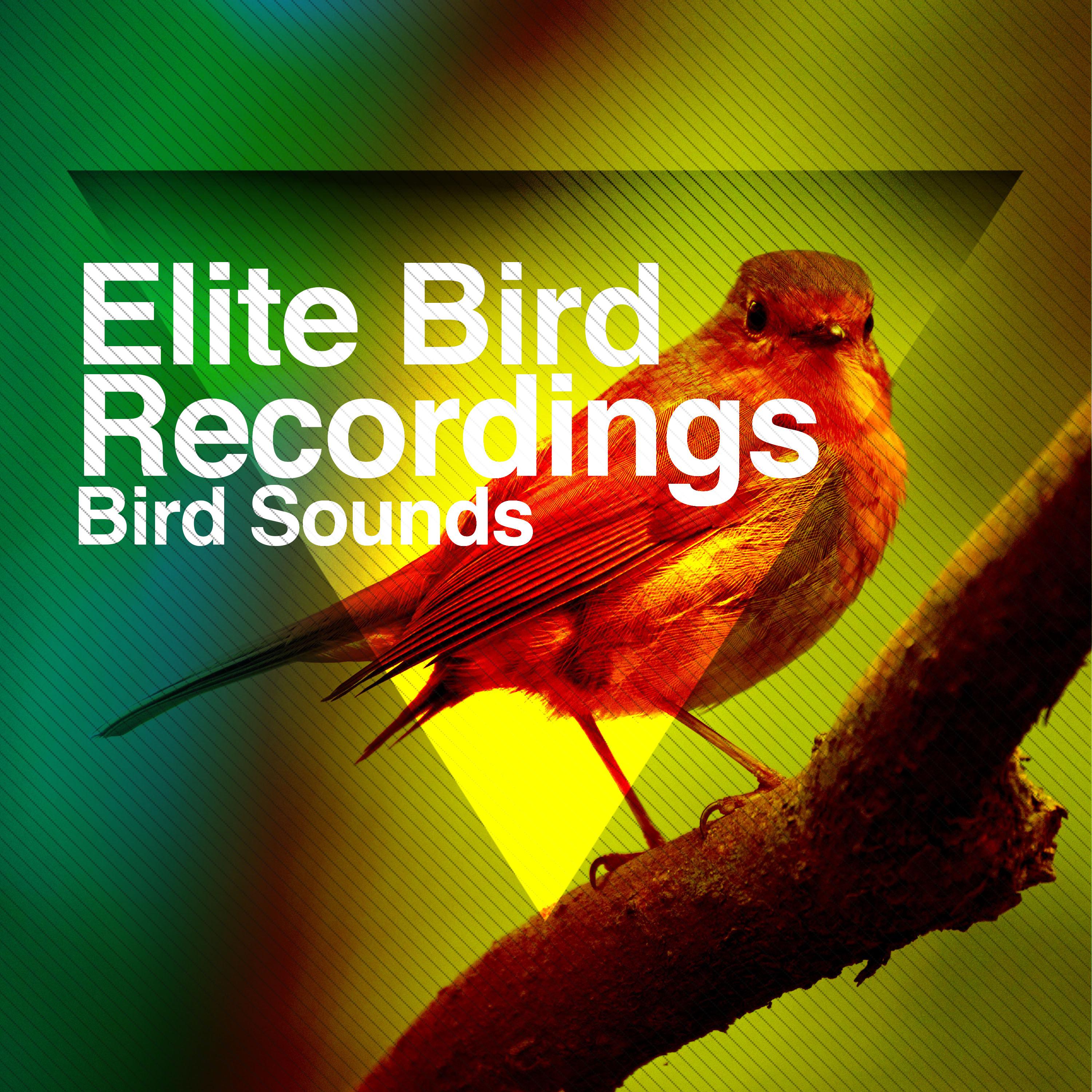 Elite Bird Recordings