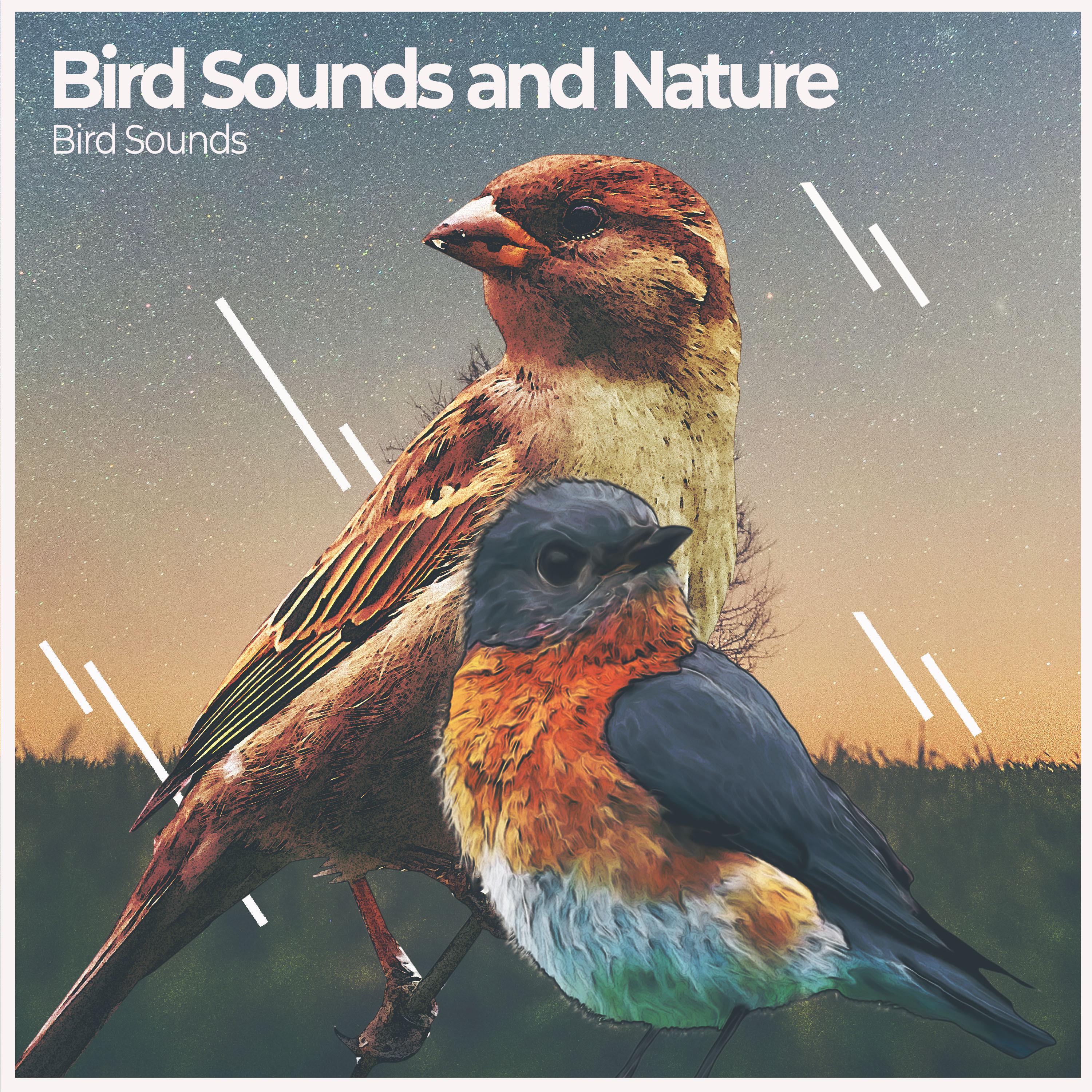 Bird Sounds and Nature
