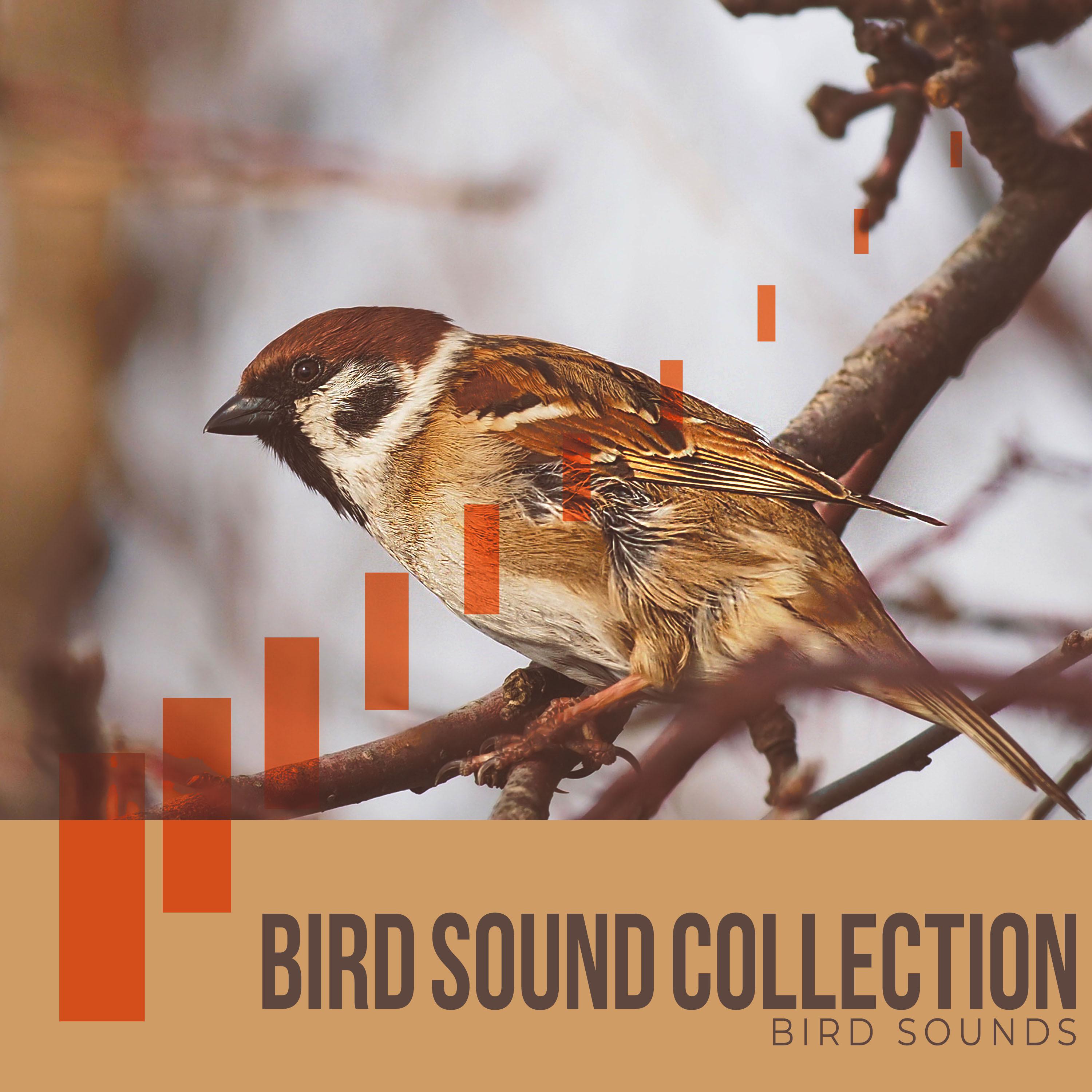 Bird Sound Collection