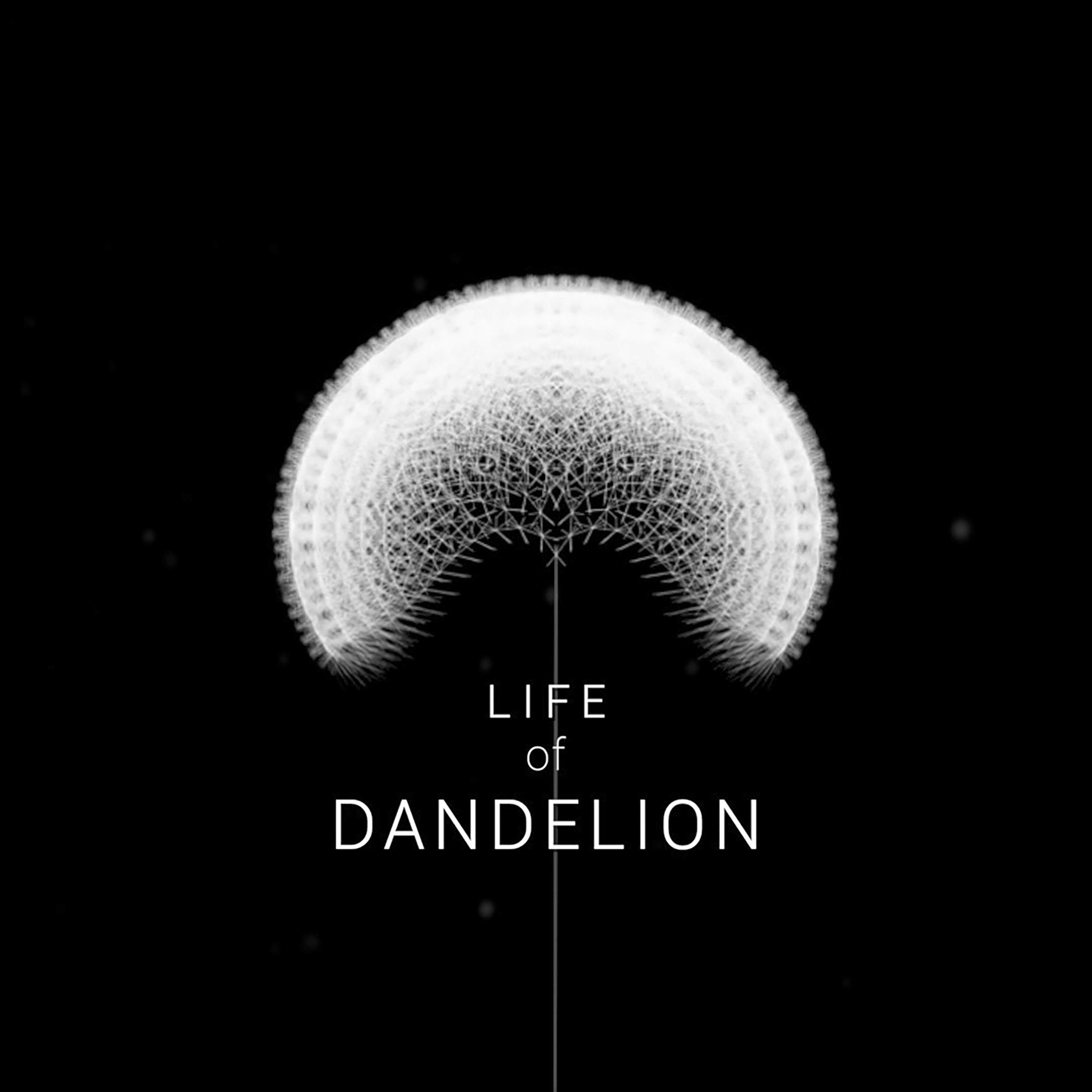 Life of dandelion