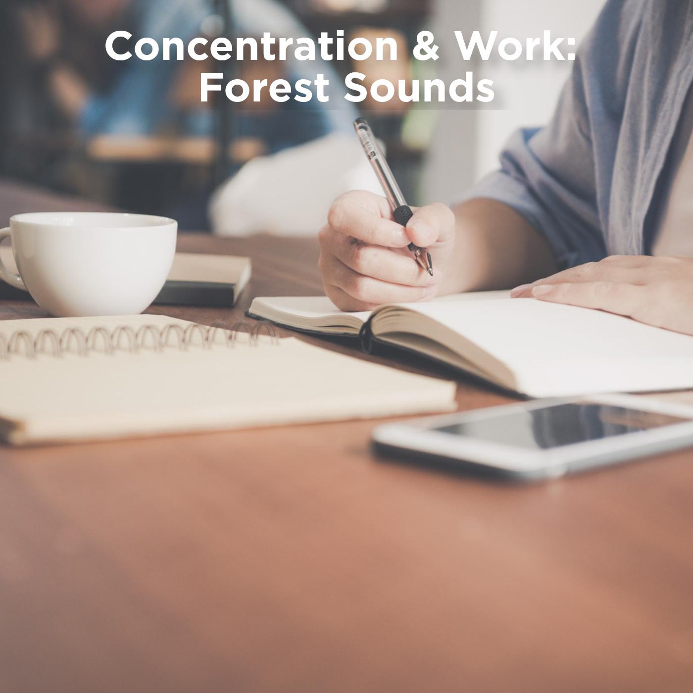 Concentration & Work: Forest Sounds