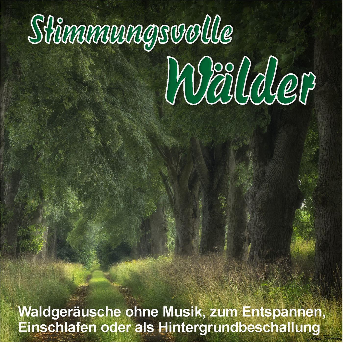 Stimmungsvolle Wälder, Waldgeräusche ohne Musik, zum Entspannen, Einschlafen oder als Hintergrundbeschallung (Live)