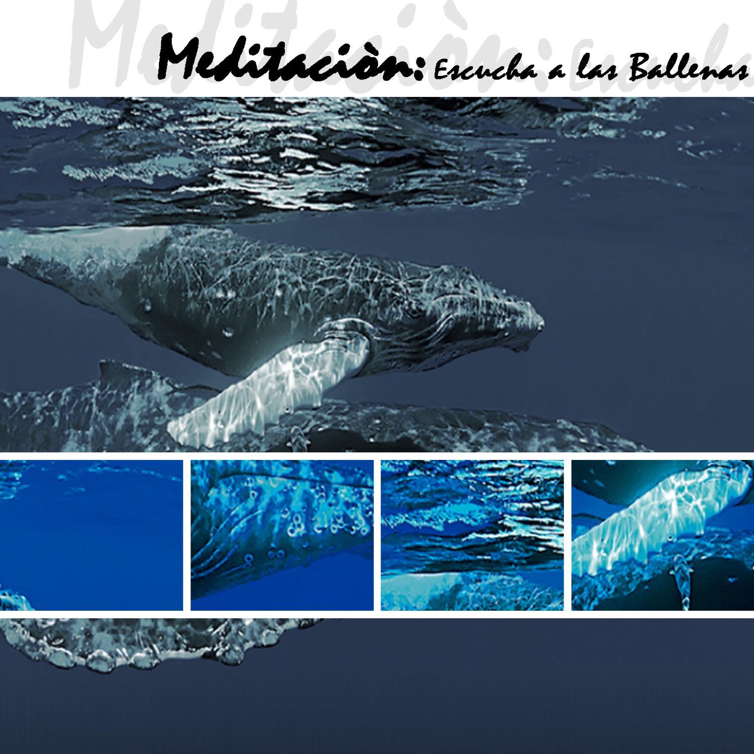 Meditación, Escucha A Las Ballenas