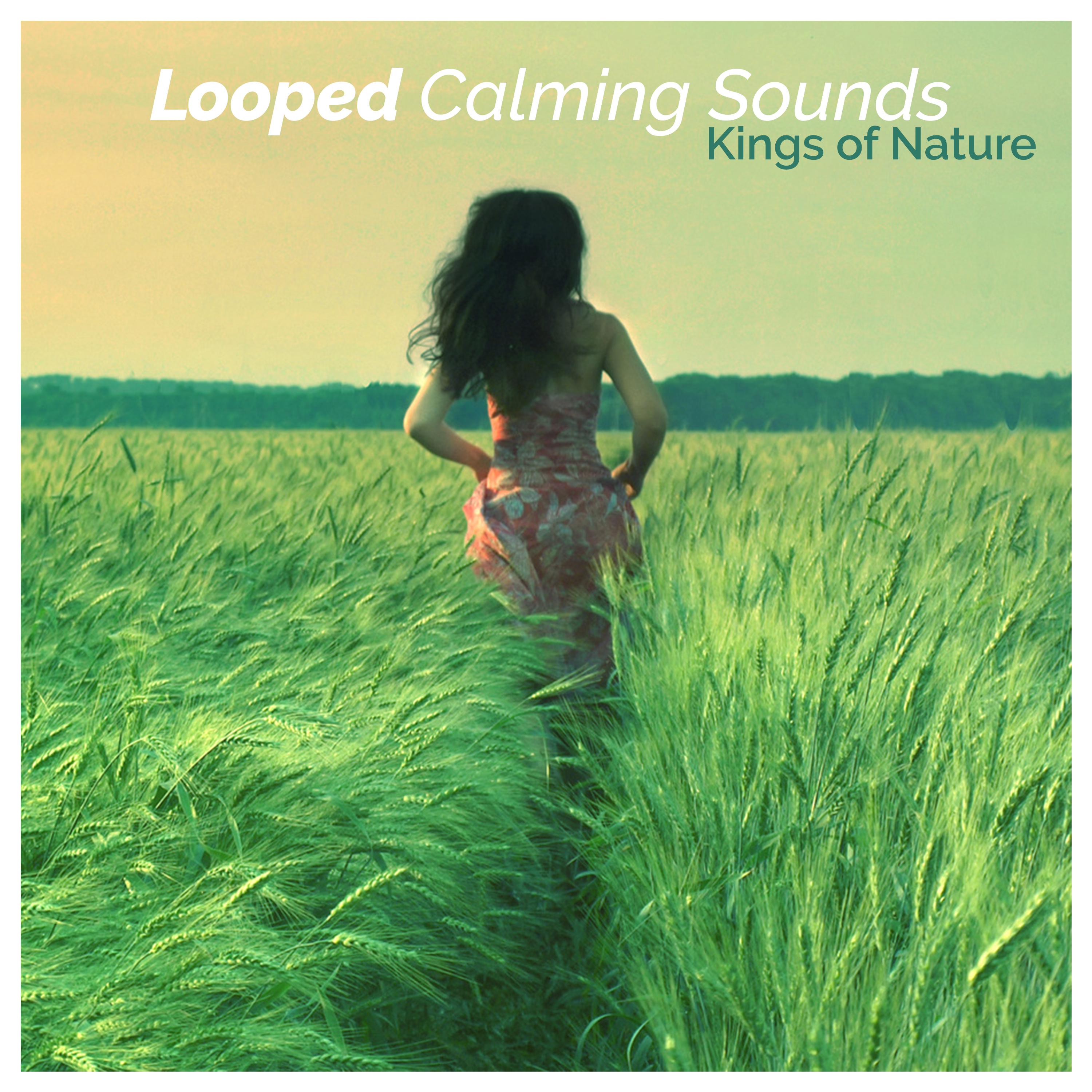 Looped Calming Sounds