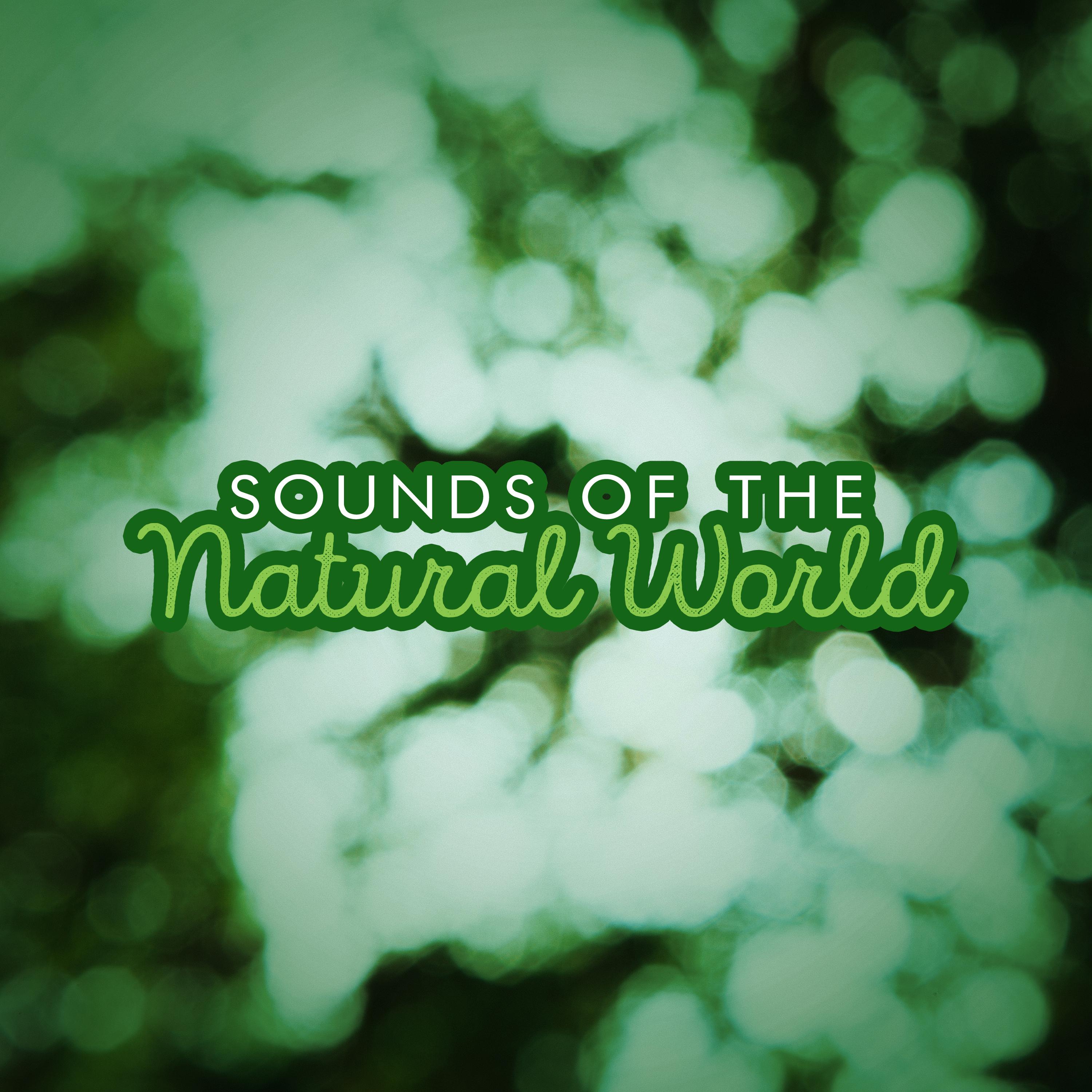 Sounds of the Natural World