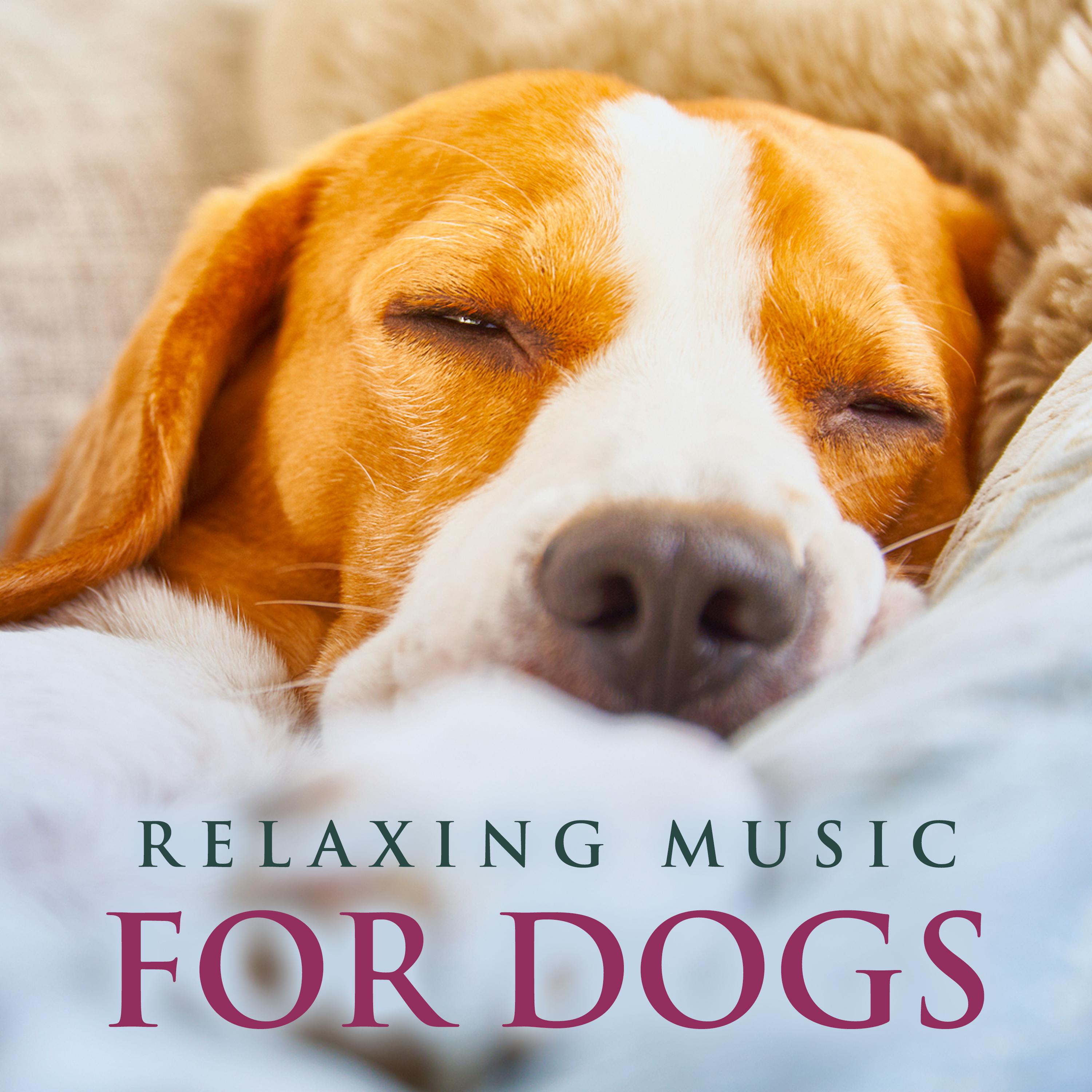 Peaceful Piano Music for Dogs