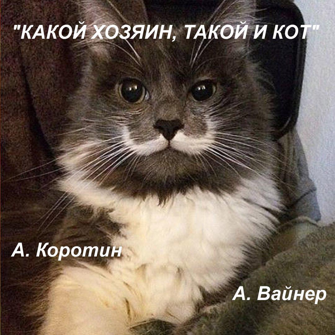 Какой хозяин такой и кот