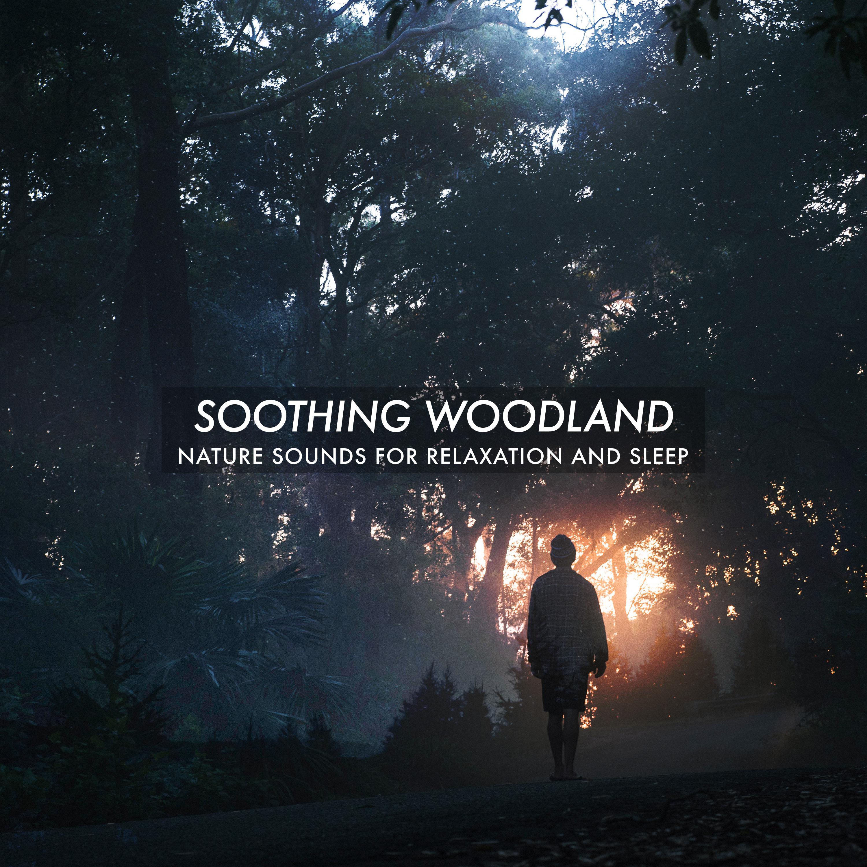 Soothing Woodland