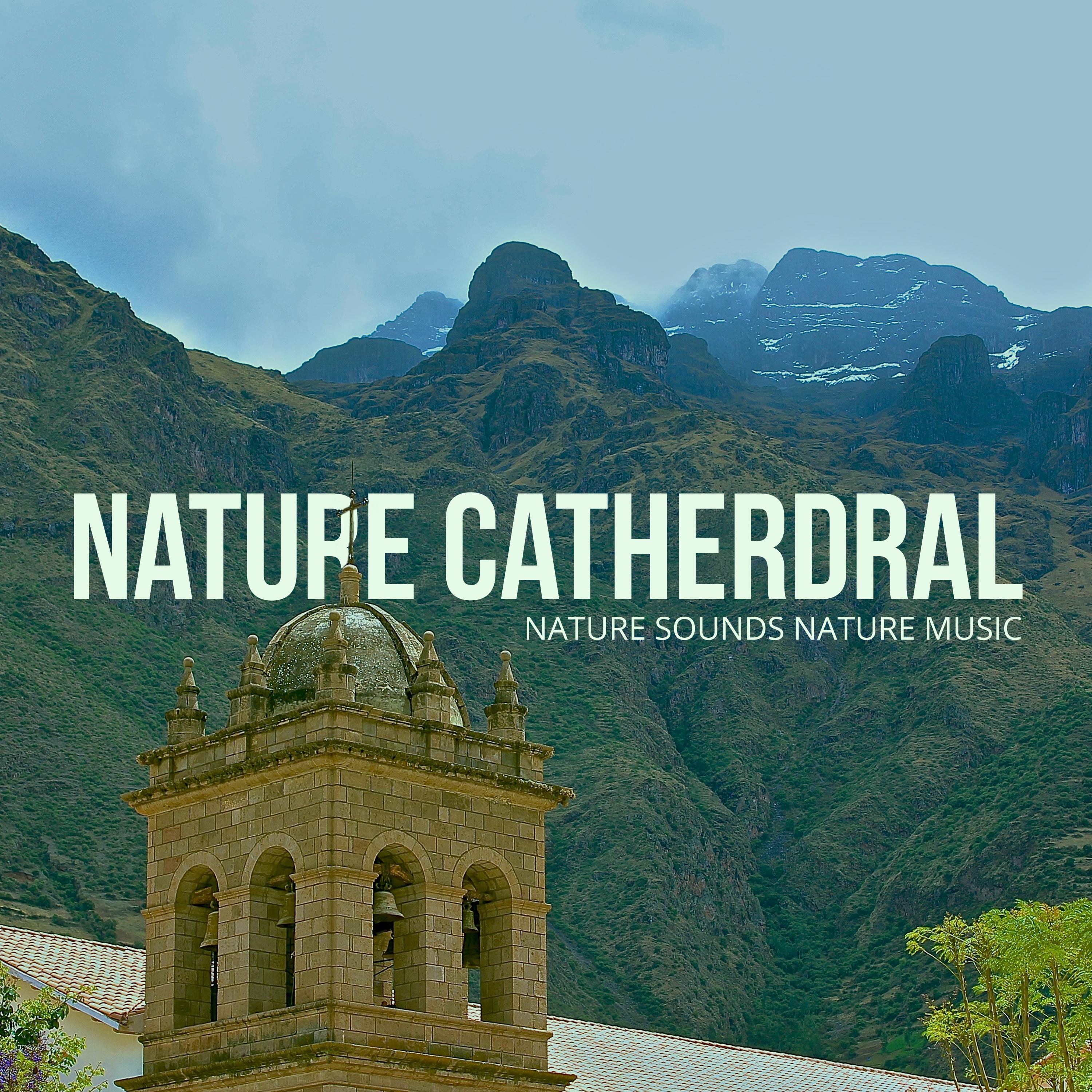 Nature Catherdral