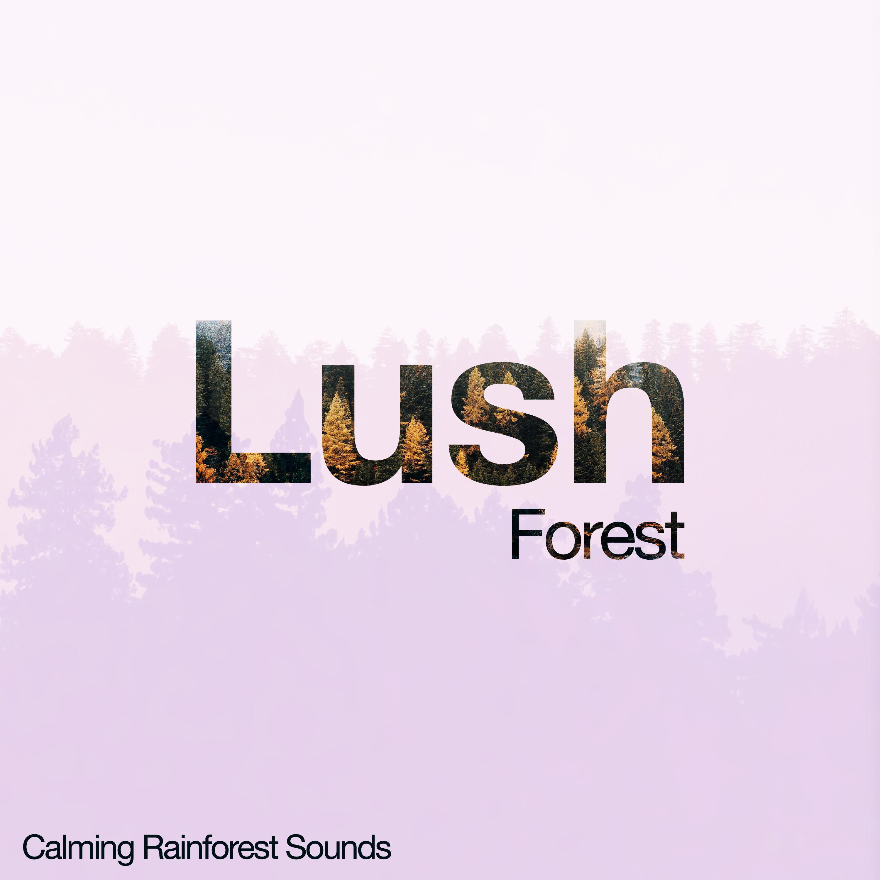 Lush Forest