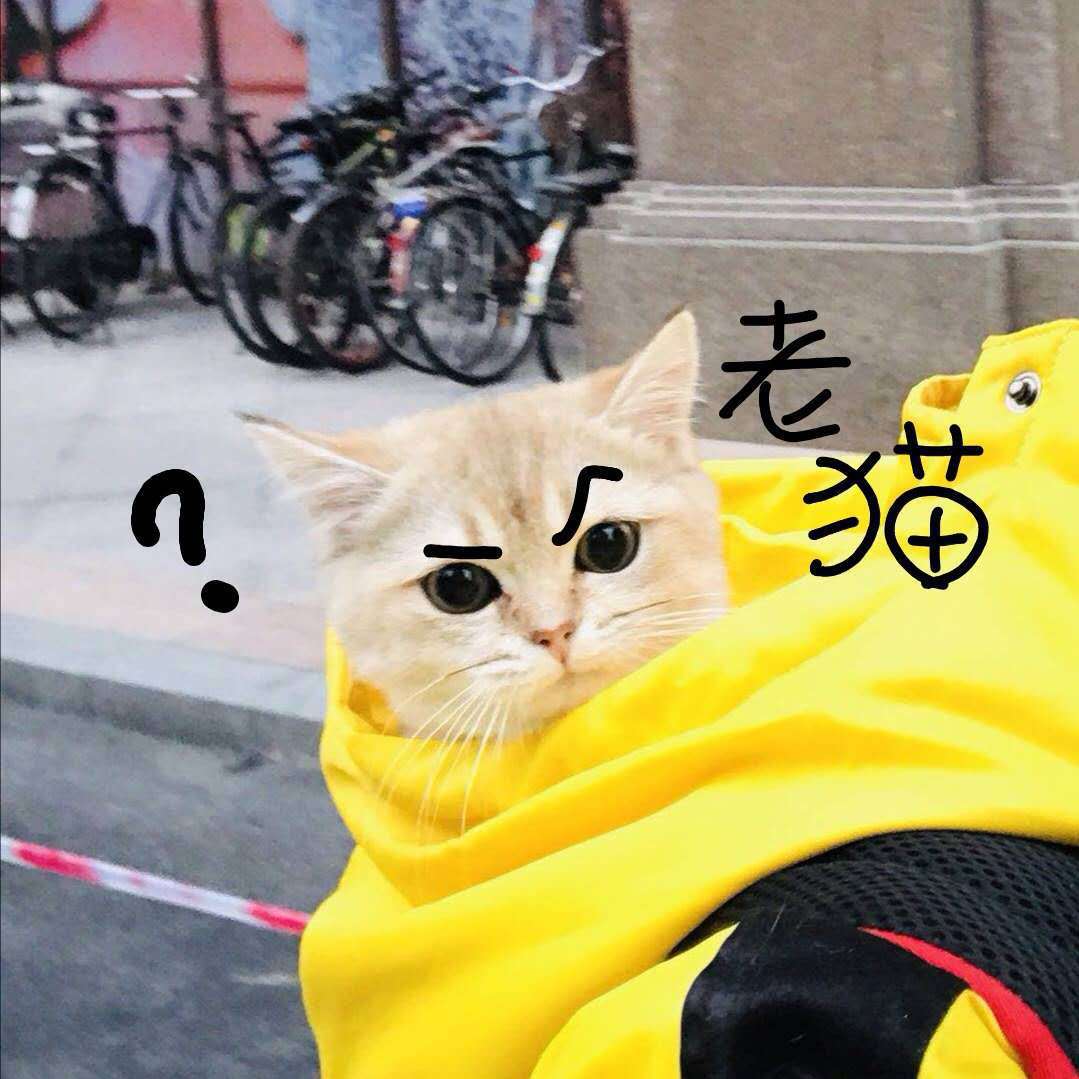 老猫