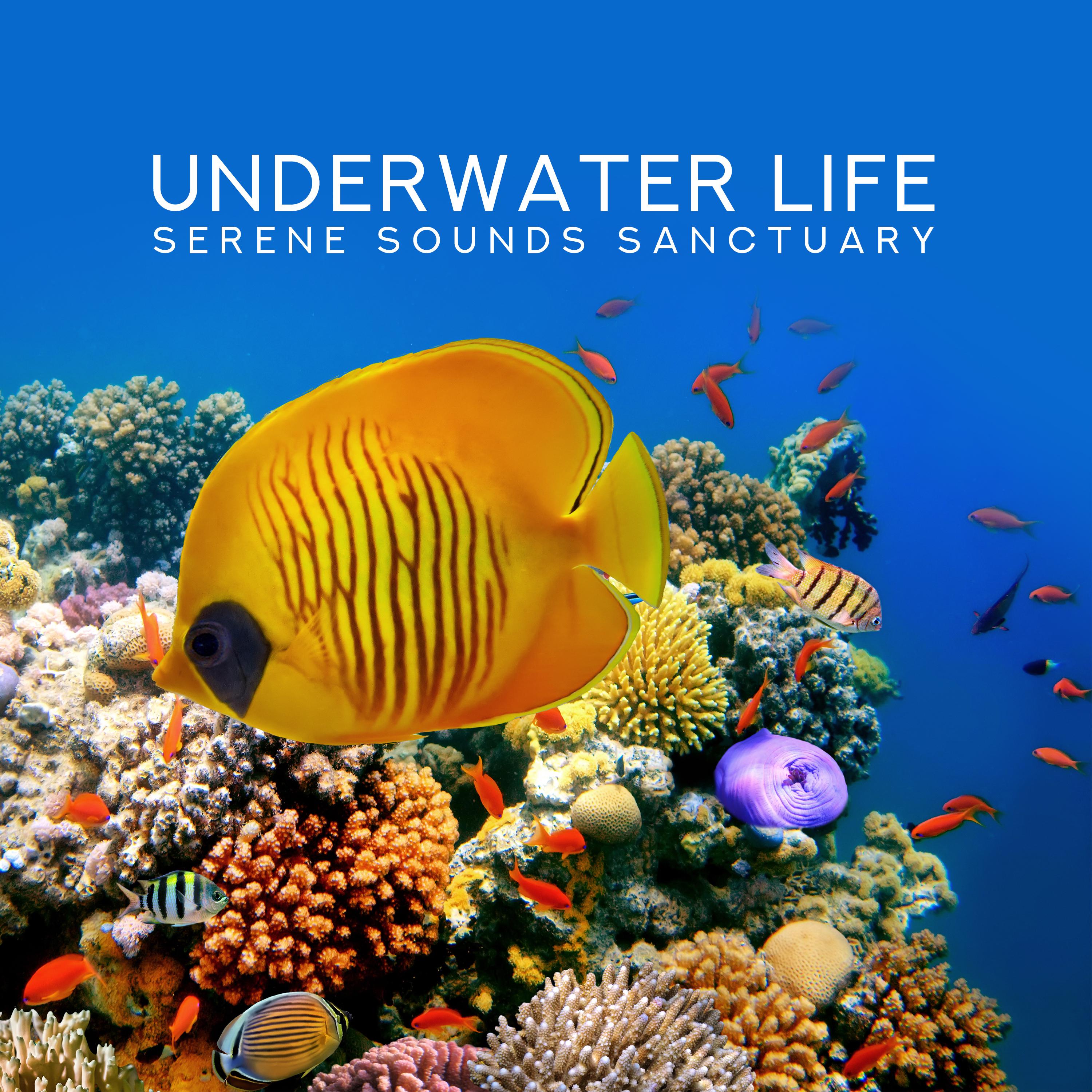 Underwater Life