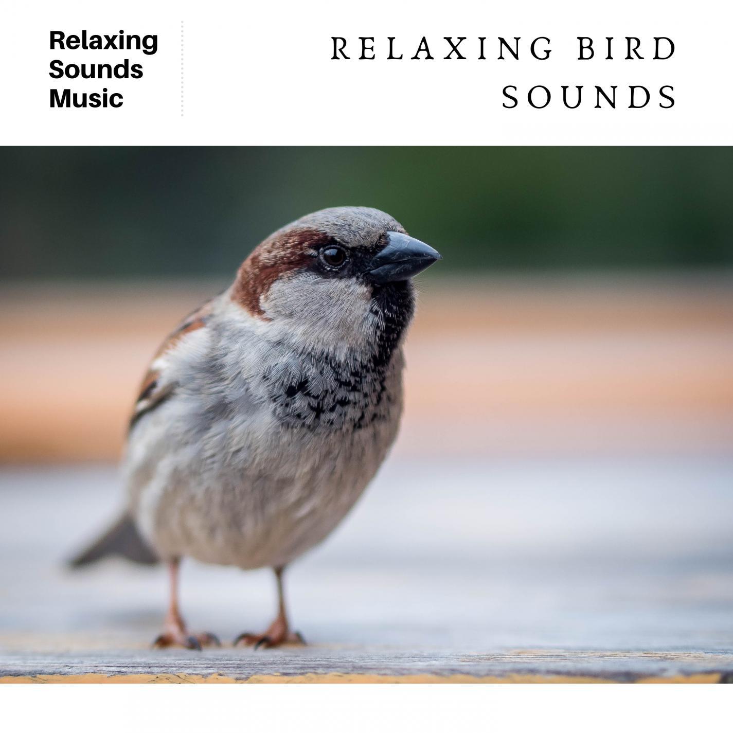Bird Sounds for Cats