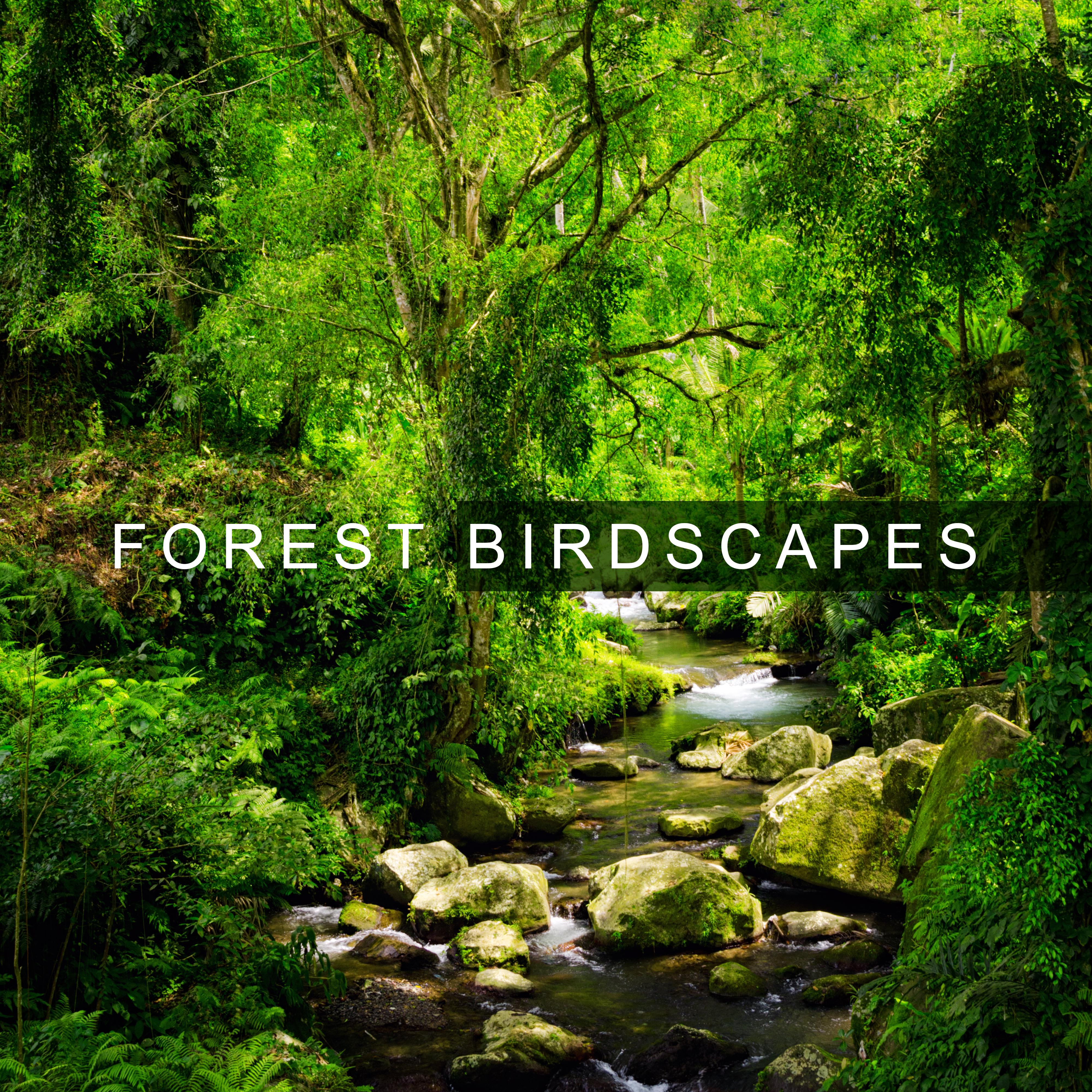 Forest Birdscapes