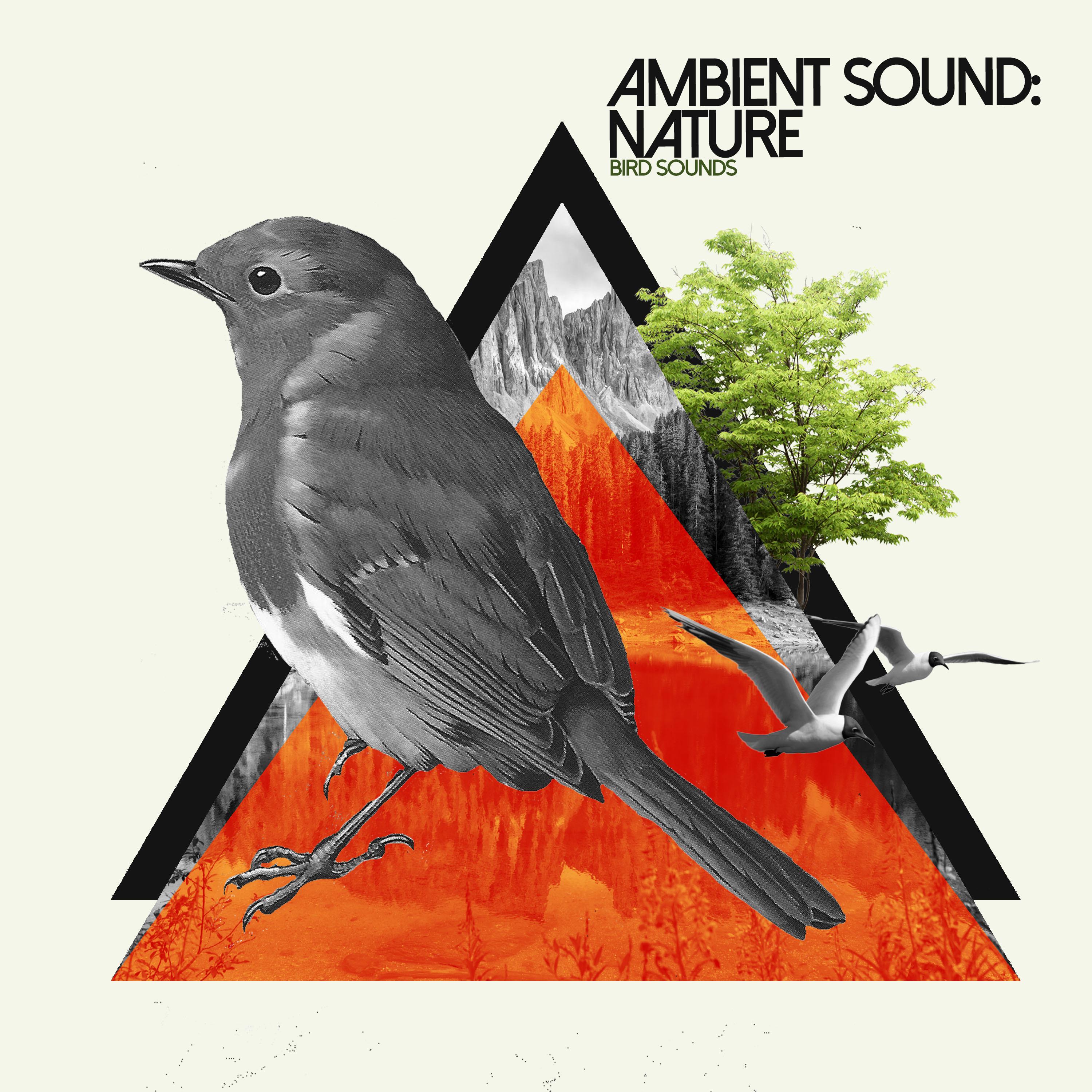 Ambient Sound: Nature