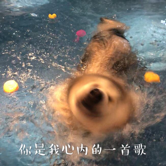 你是我心内的一首歌