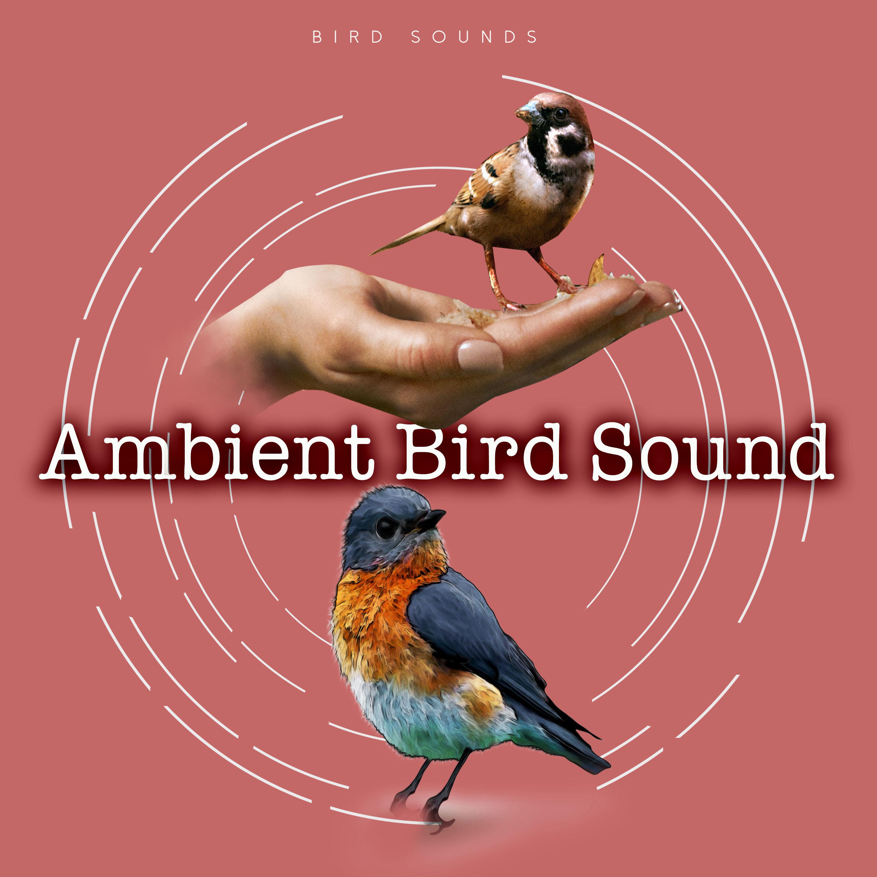 Ambient Bird Sound