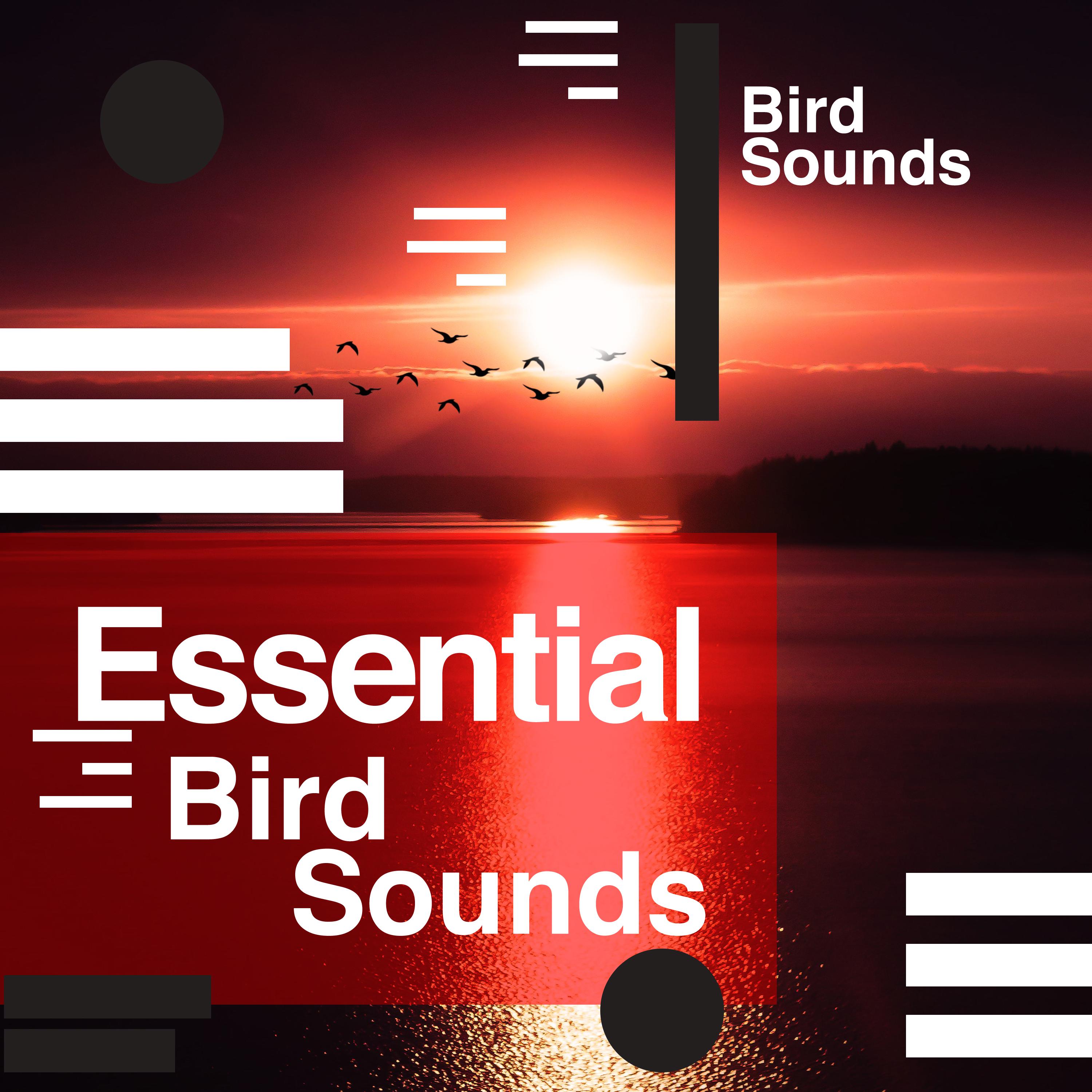 Essential Bird Sounds