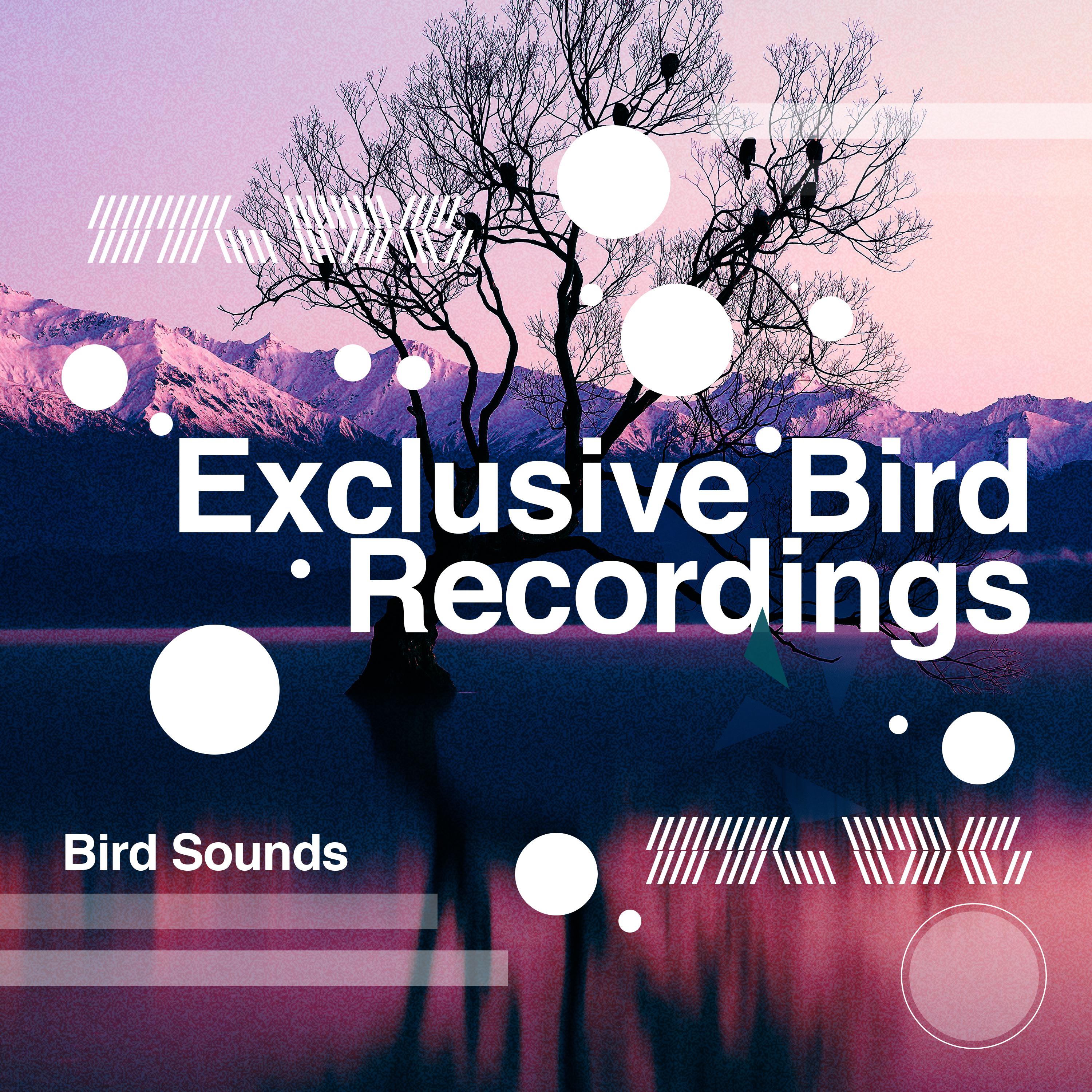 Exclusive Bird Recordings