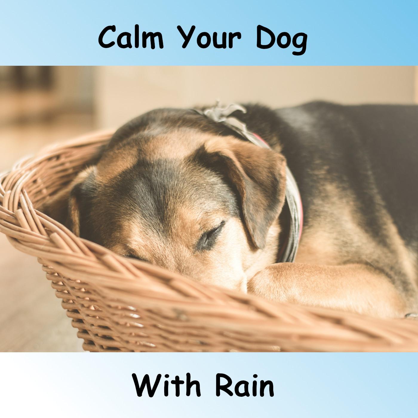 Calm Dog With Rain
