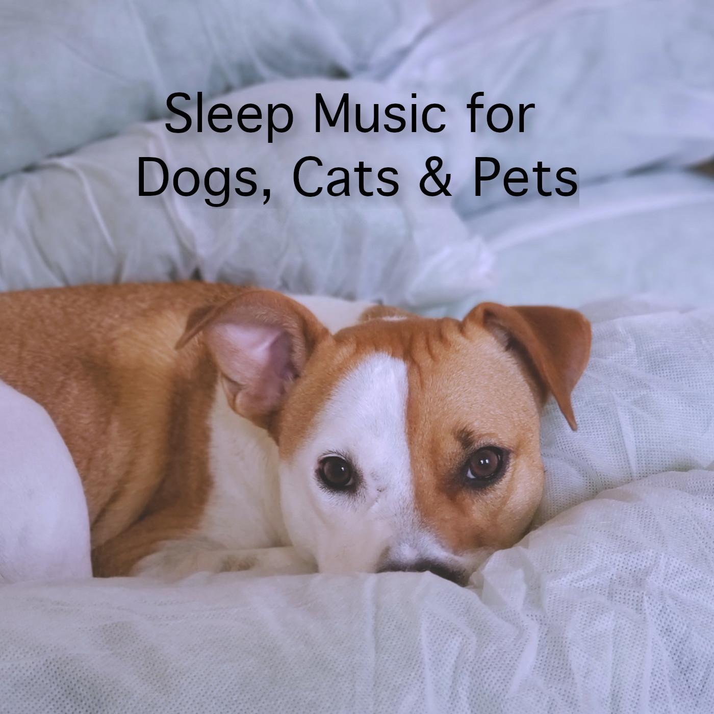 Sleep Music for Dog, Cat & Pets