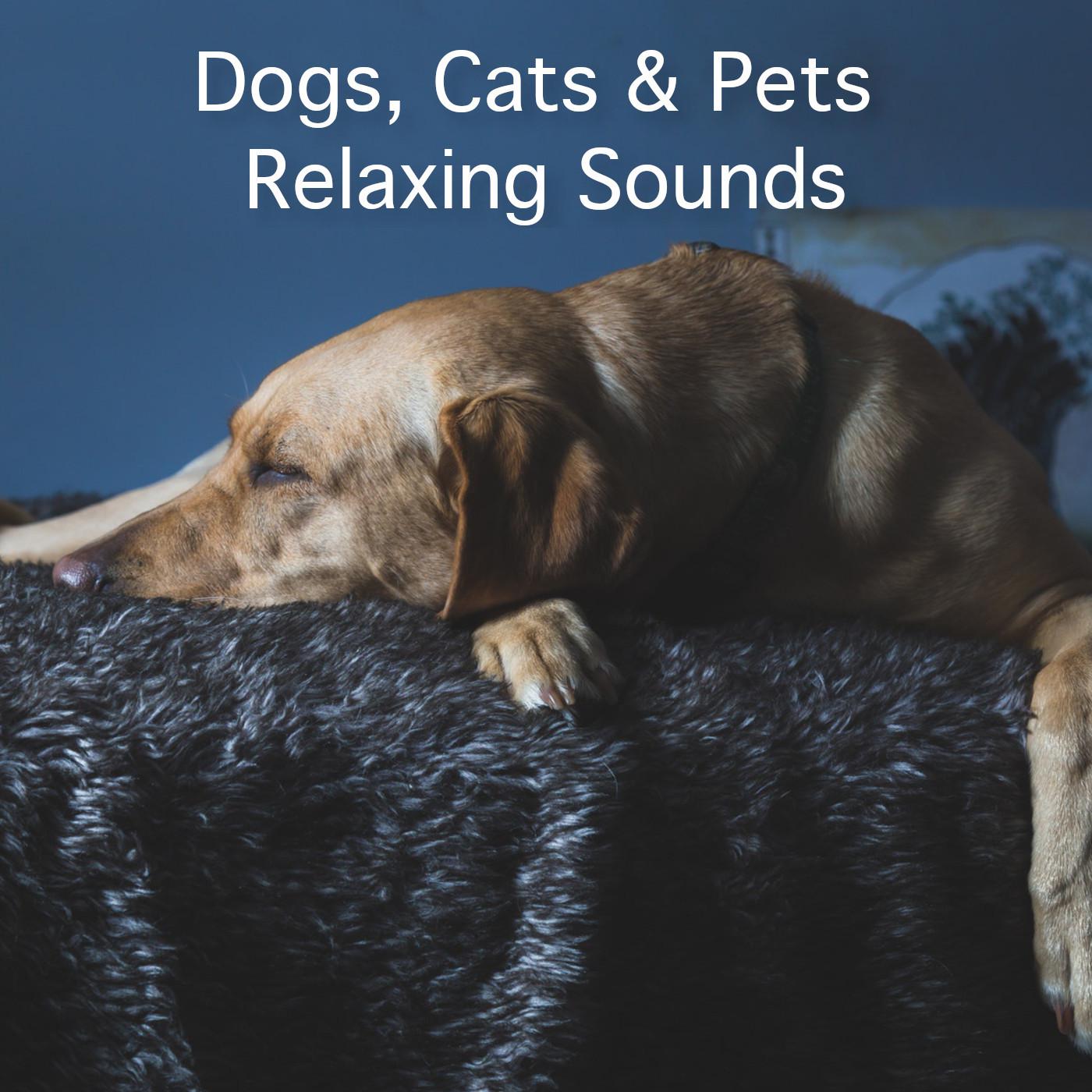 Dogs, Cats & Pets Relaxing Sounds
