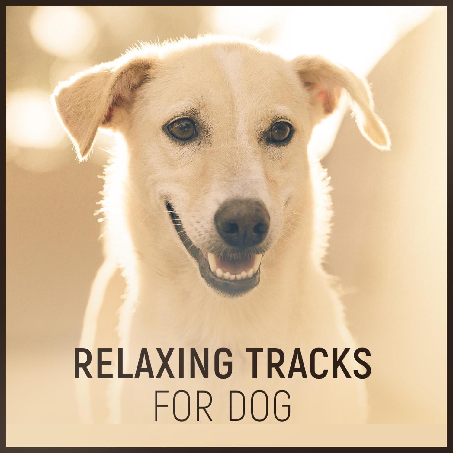 Relaxing Piano & Guitar Instrumental to Calm Your Pet