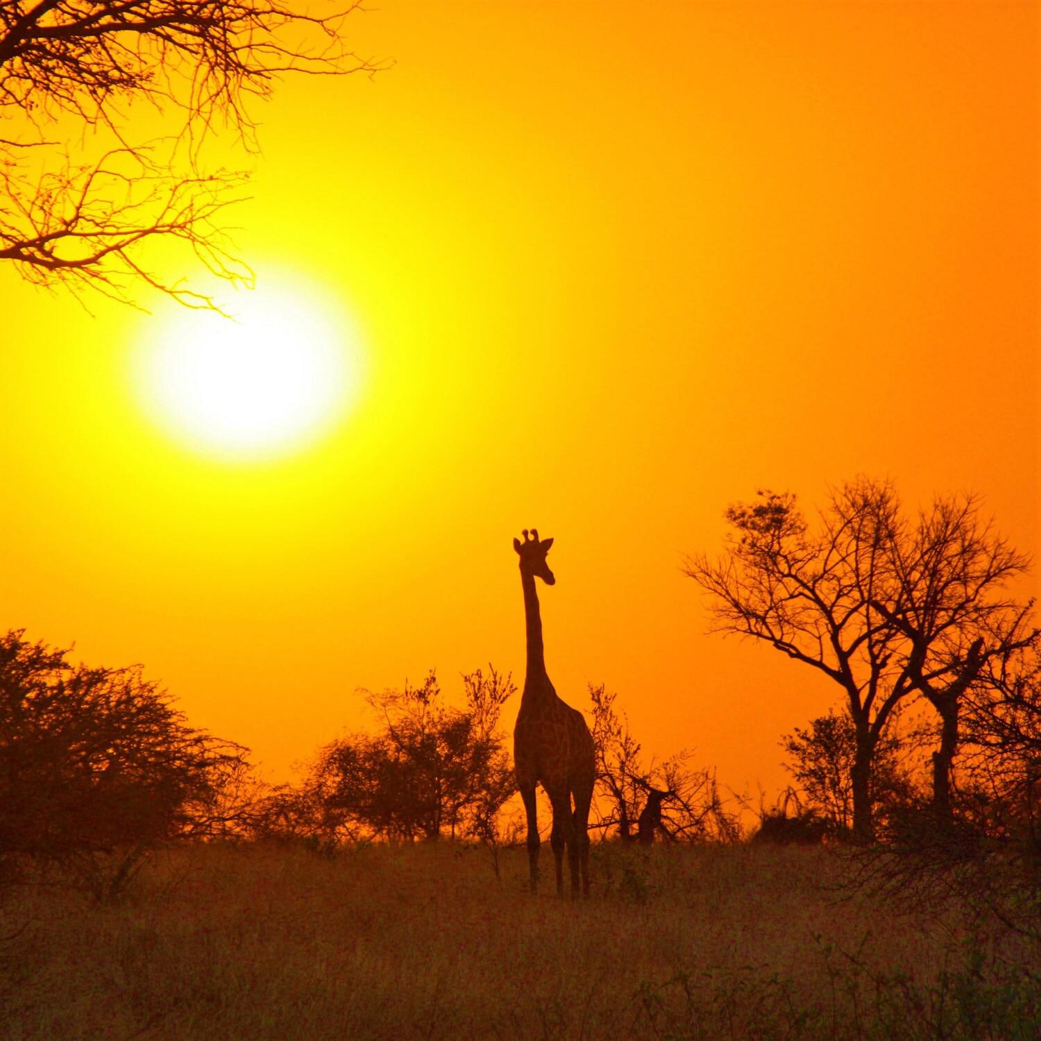 Savannah Evening: Wild Nature of Africa