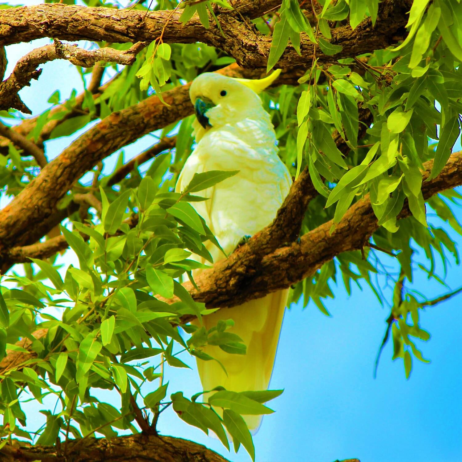 Wild Parrots: Relaxing Australia Nature