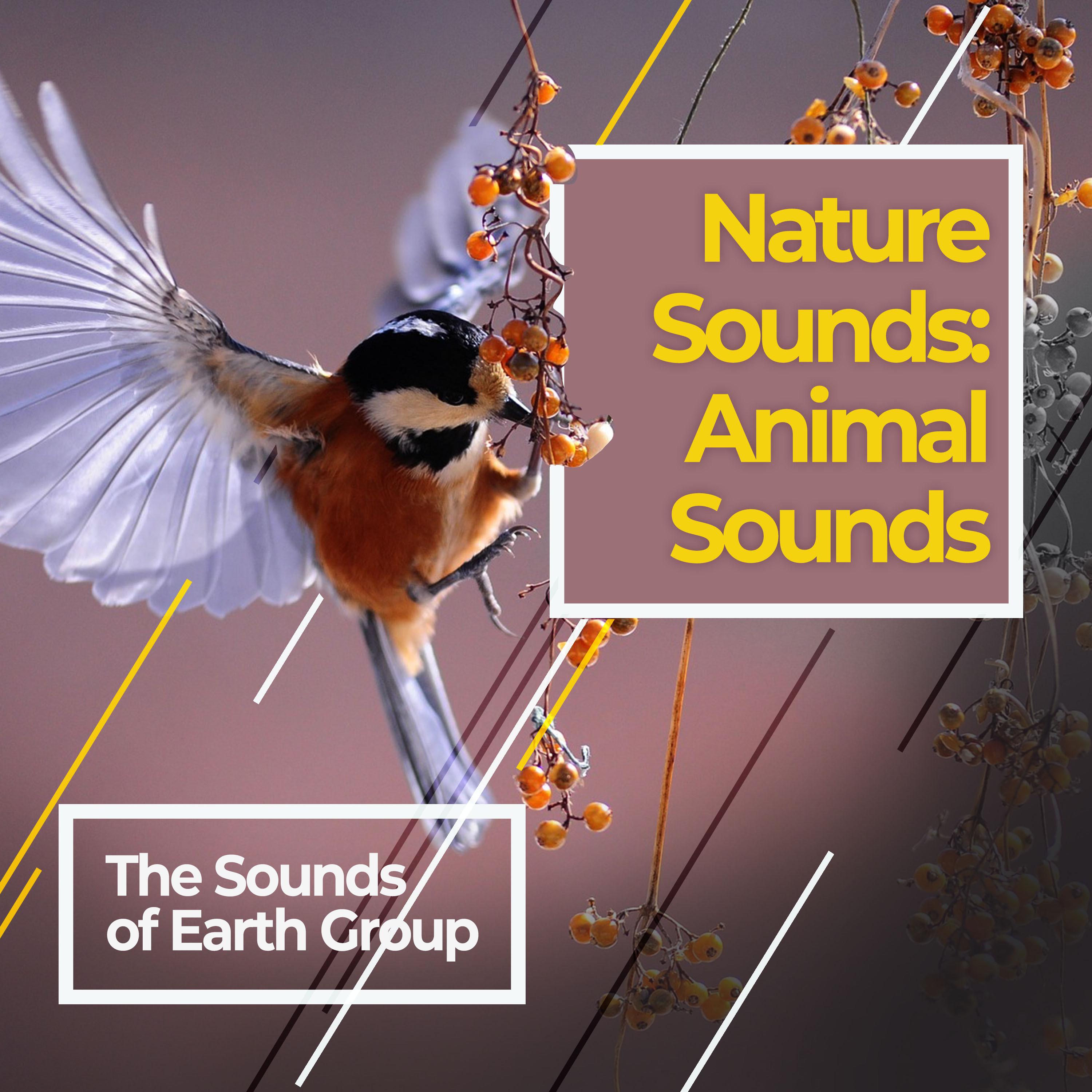 Nature Sounds: Animal Sounds