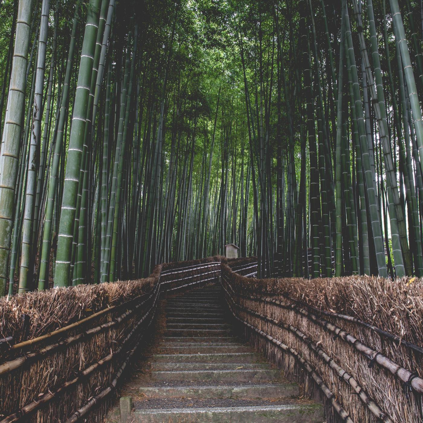 Bamboo