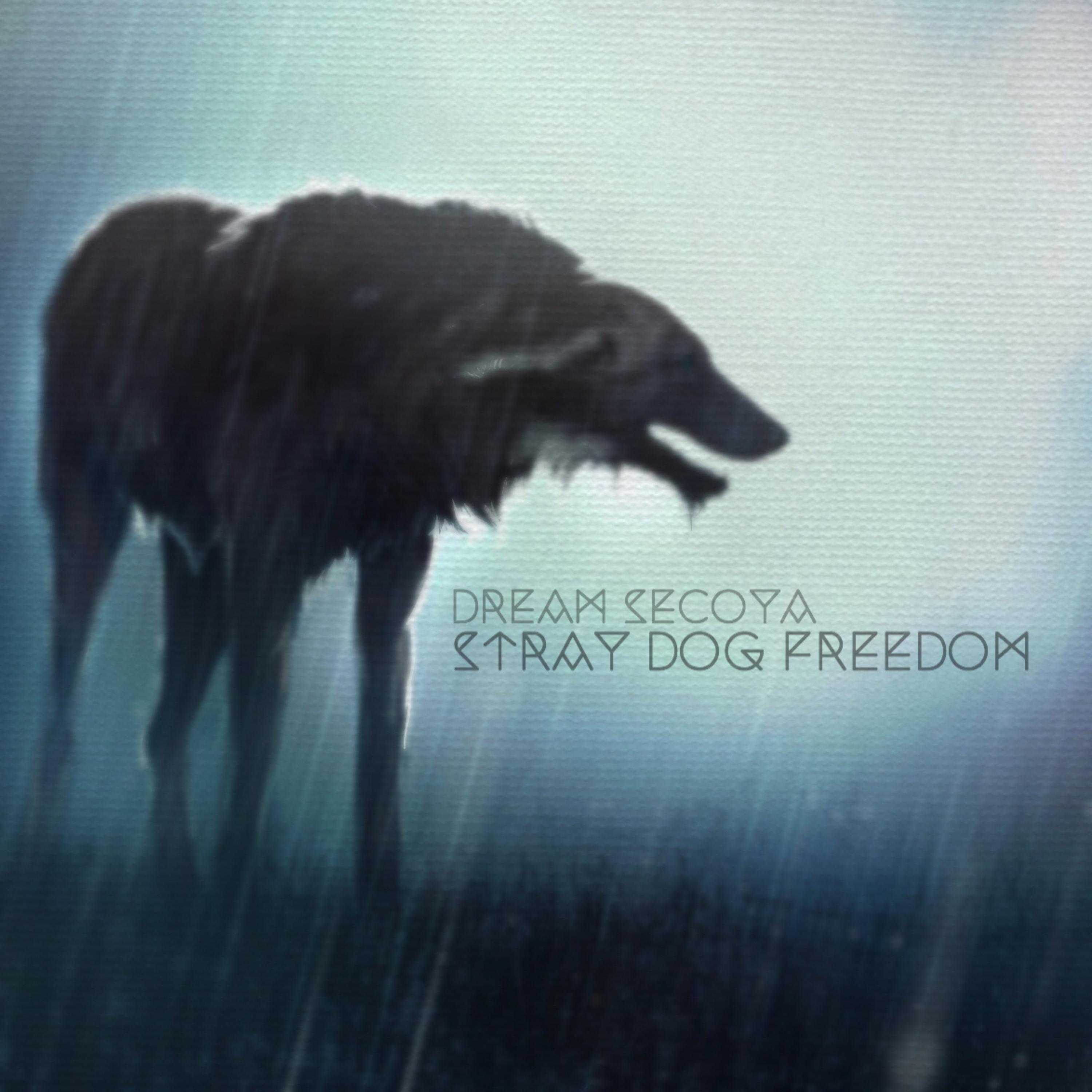 Stray Dog Freedom