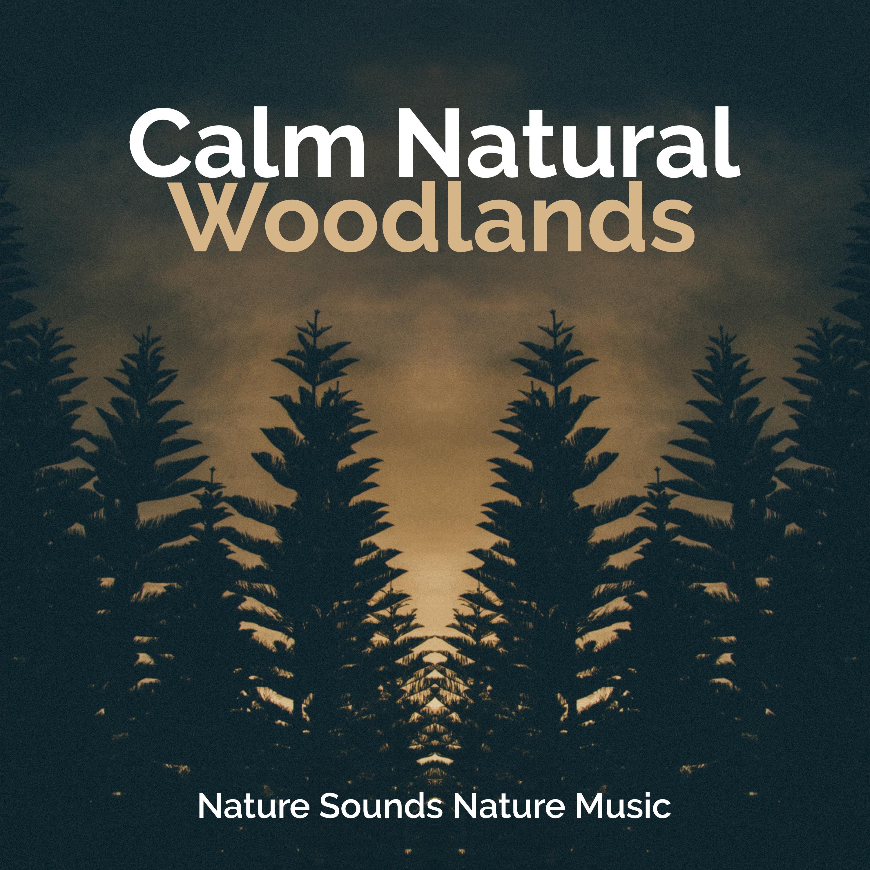 Calm Natural Woodlands