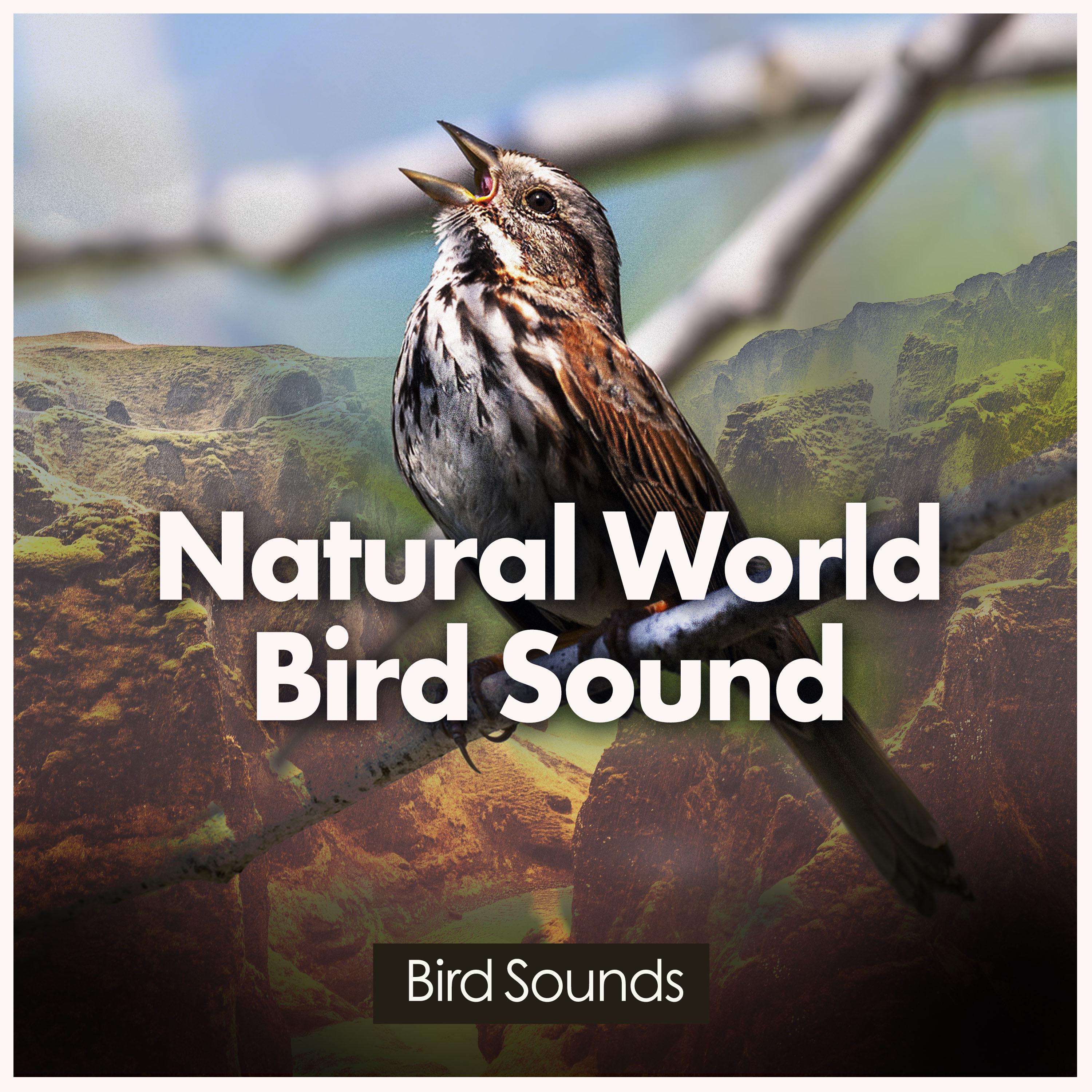 Natural World Bird Sound
