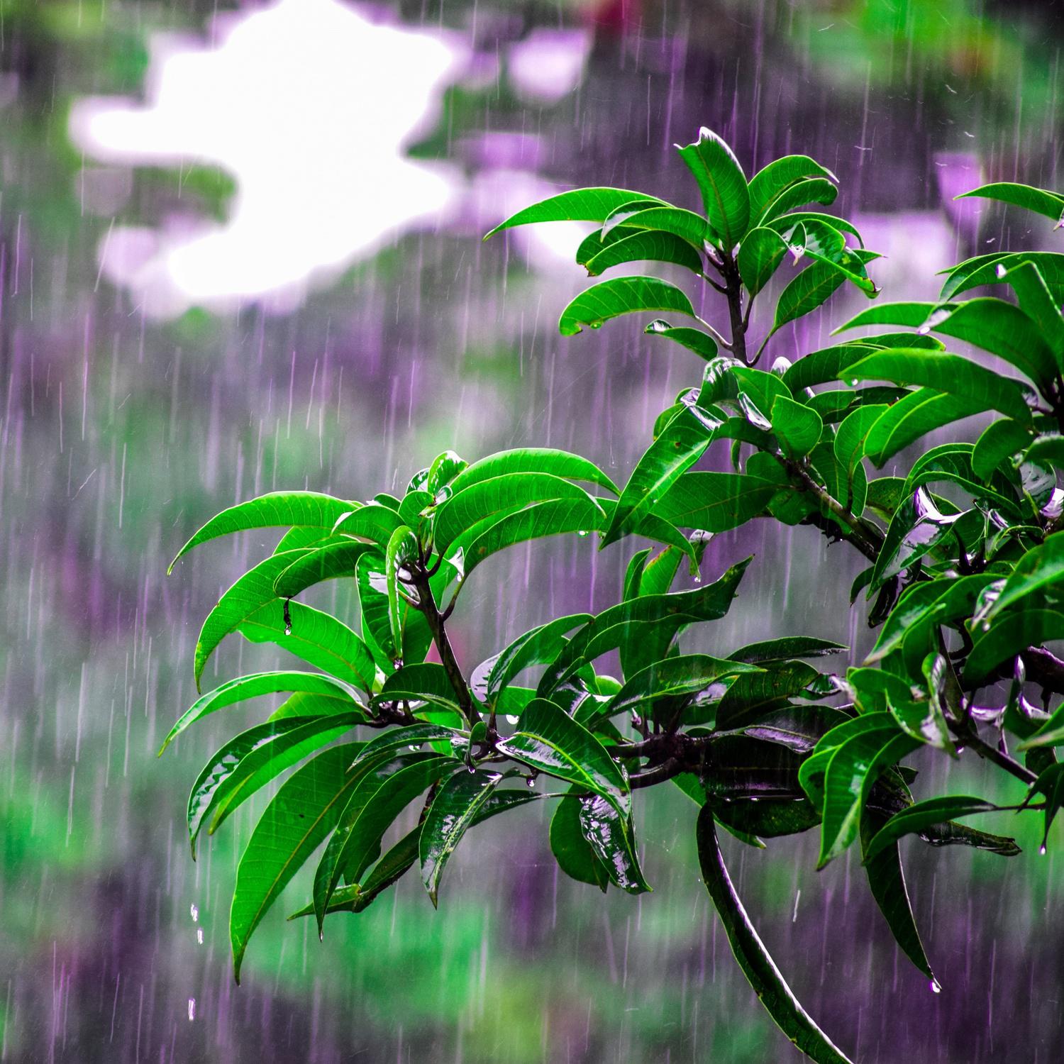 Healthy Rain Ambient for You to Relax (Loopable)