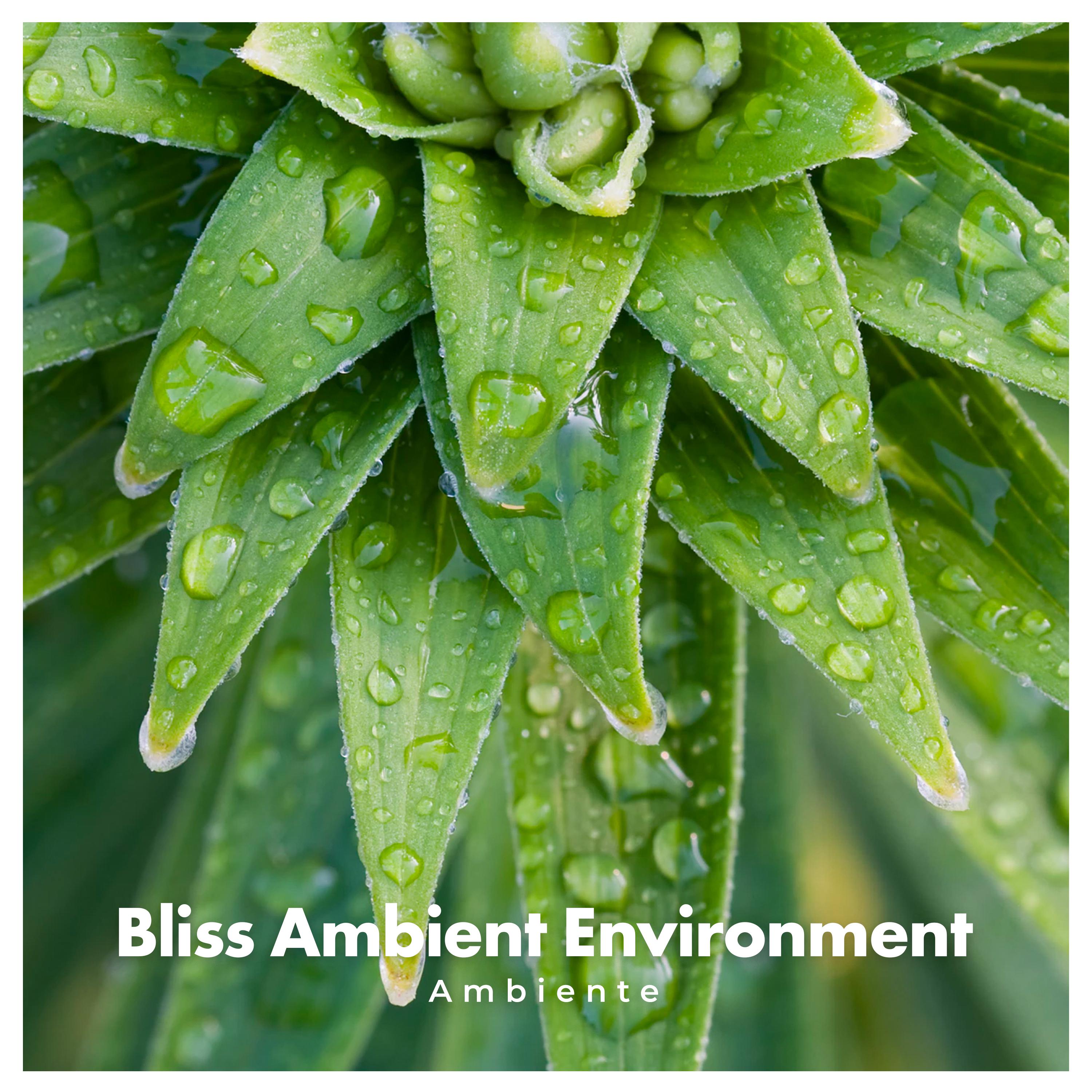 Bliss Ambient Environment