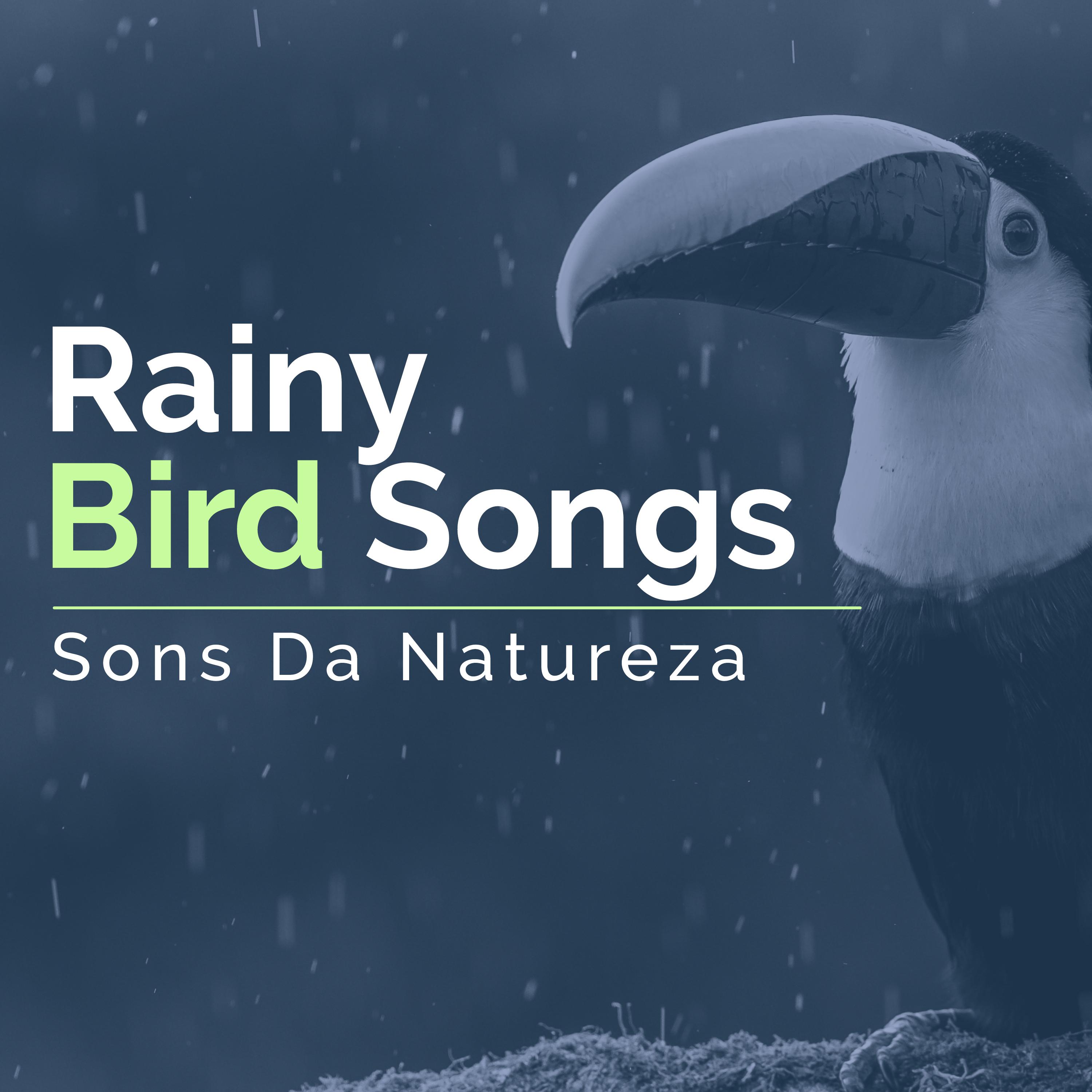 Rainy Bird Songs