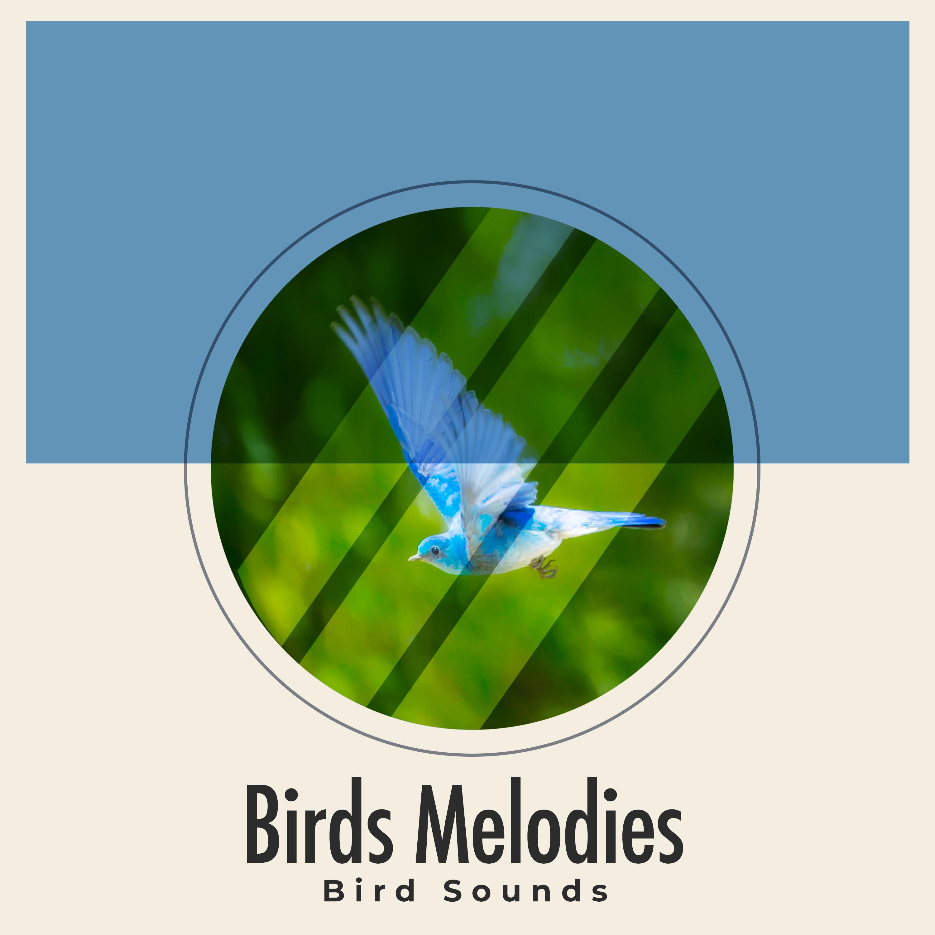 Birds Melodies