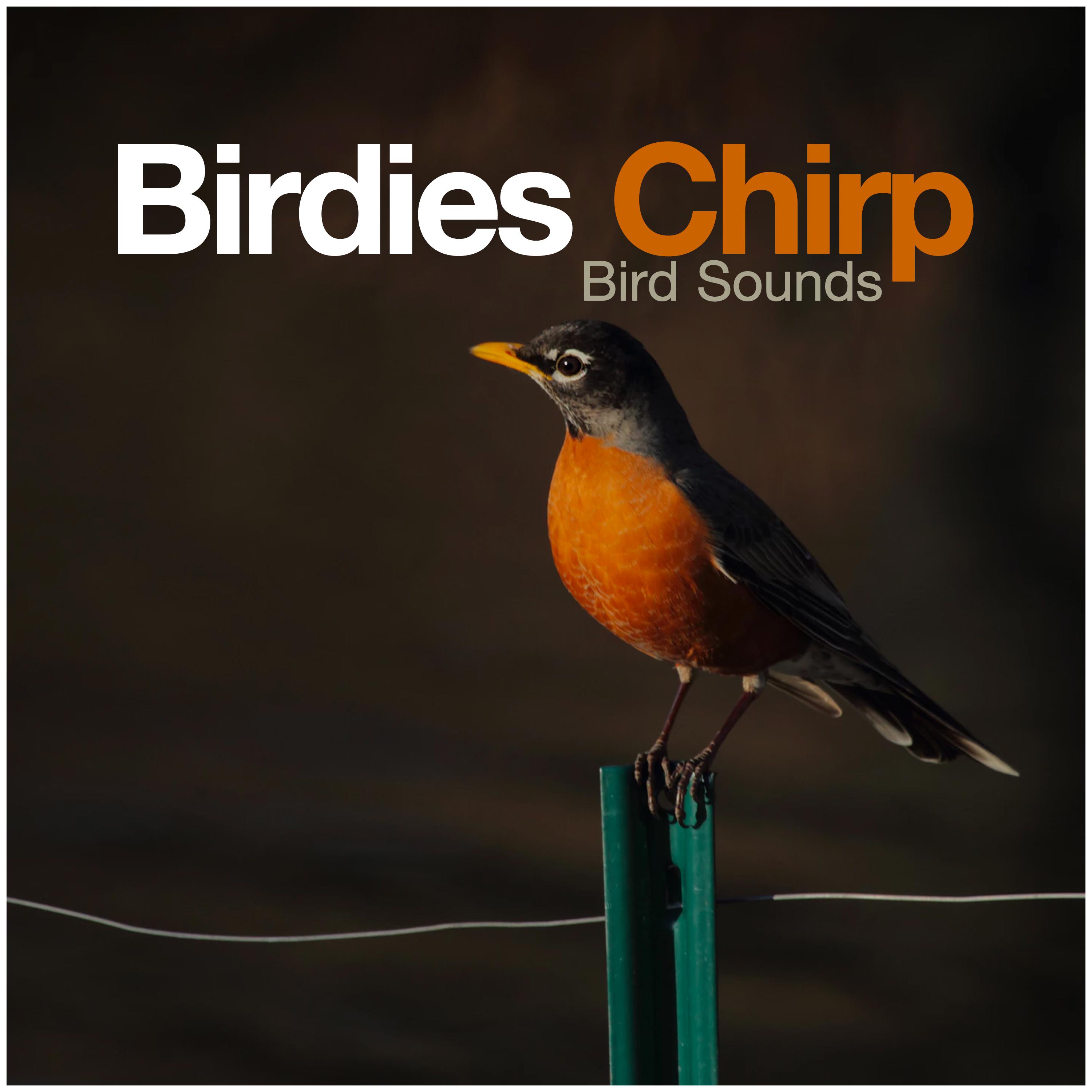 Birdies Chirp