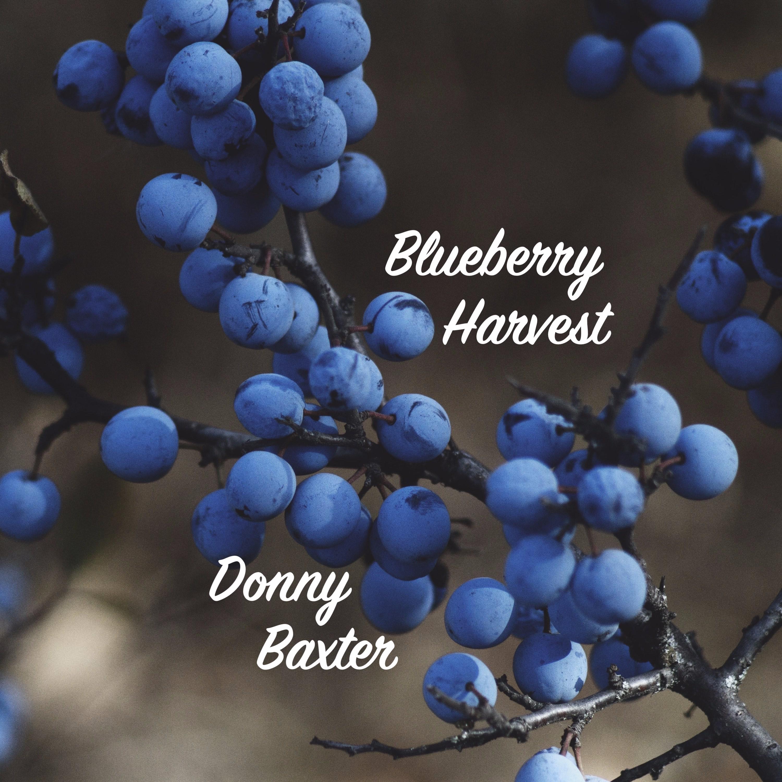 Blueberry Harvest