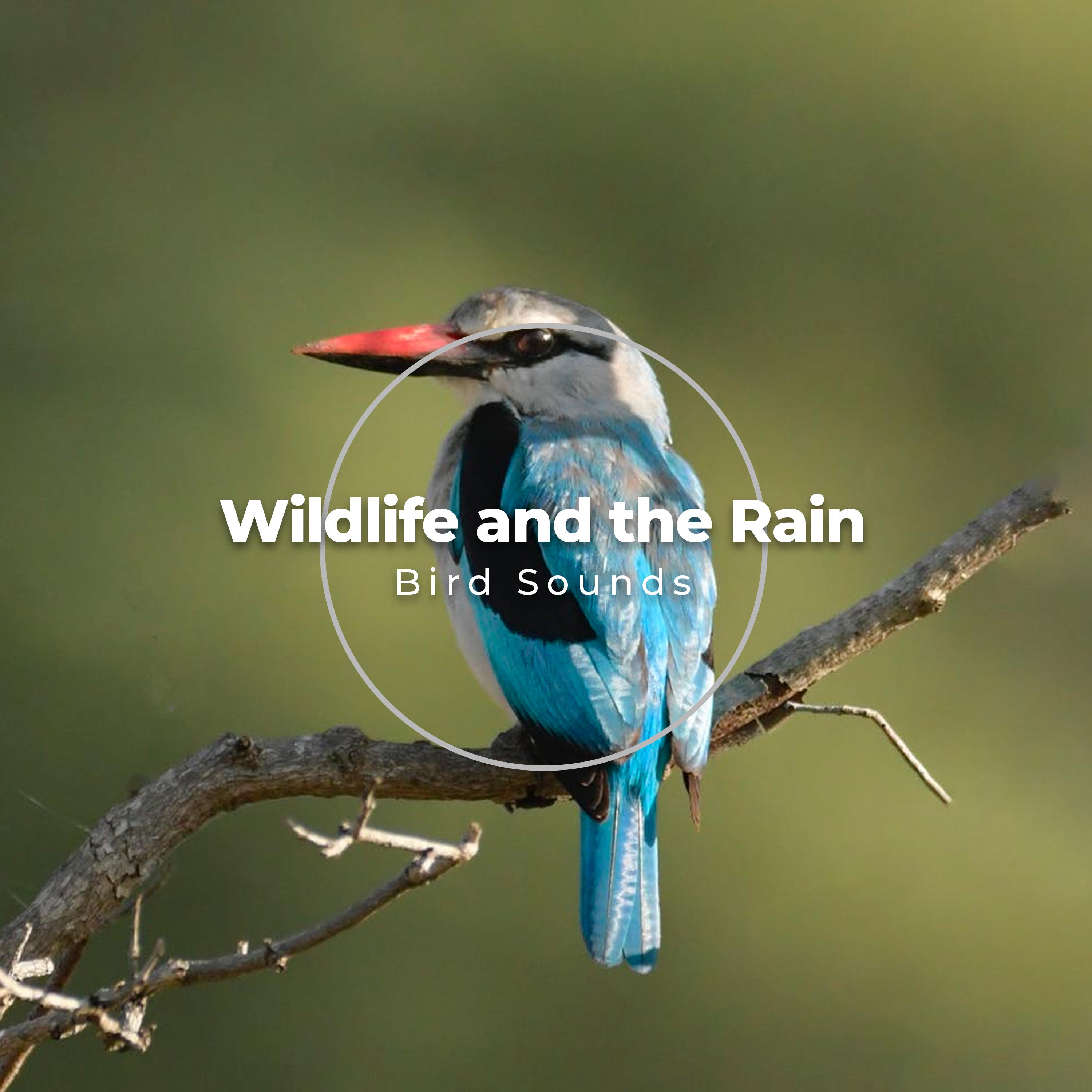 Wildlife and the Rain