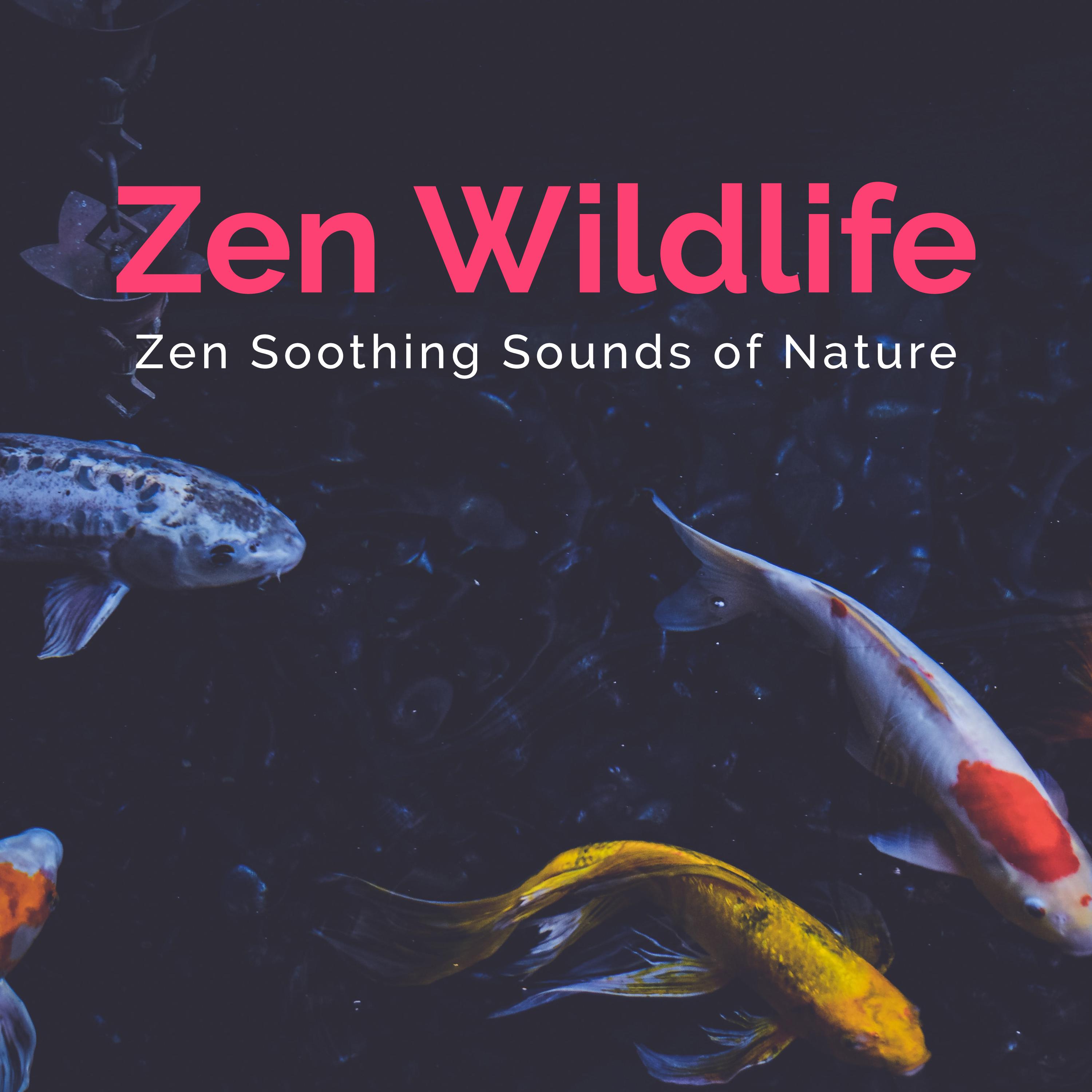 Zen Wildlife