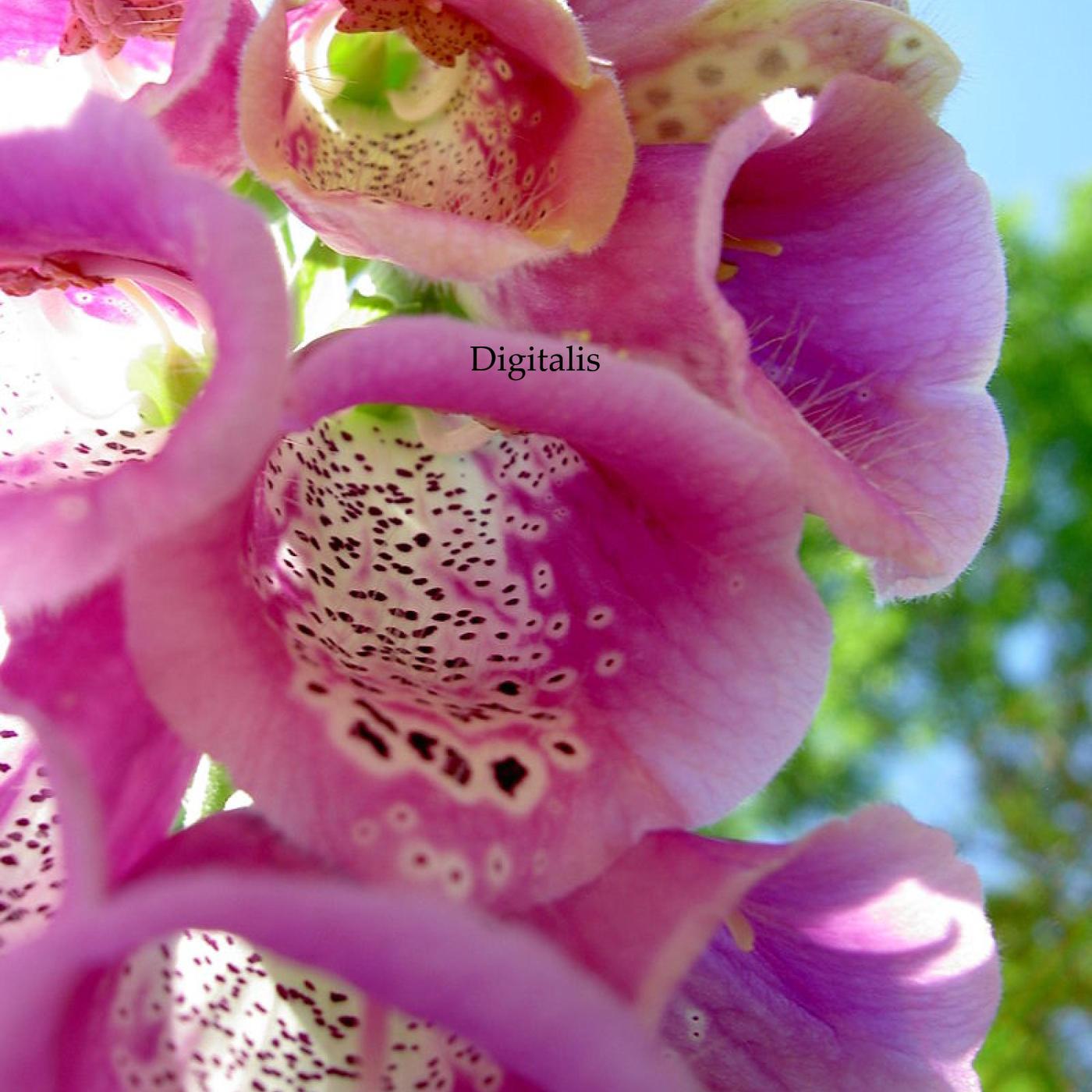 Digitalis