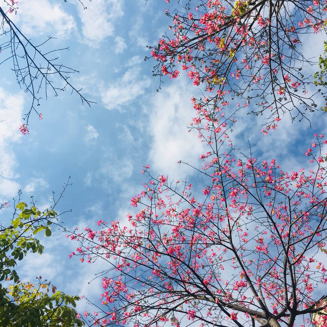 杨花落尽子规啼